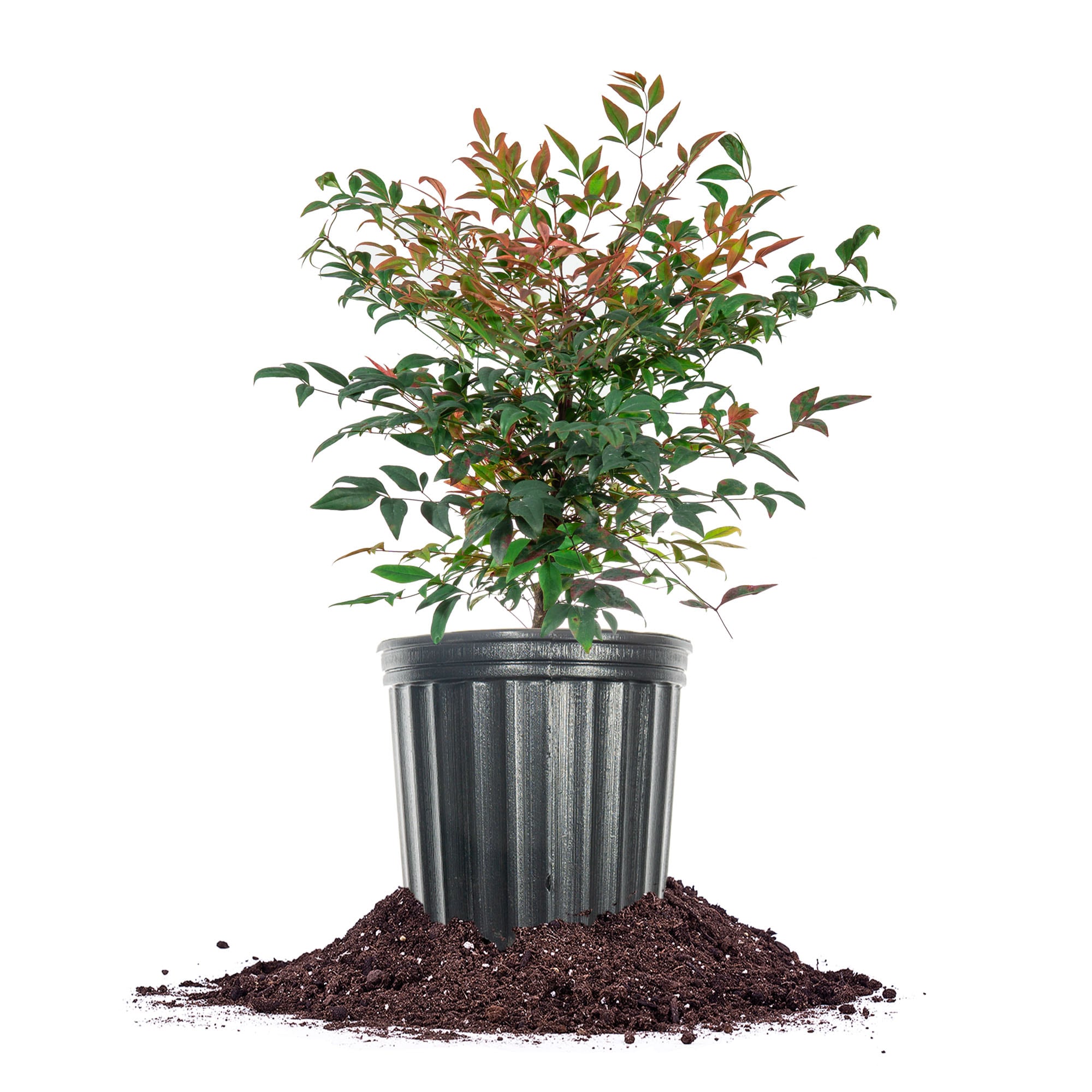 Perfect Plants Gulfstream Nandina Foundation/Hedge Shrub in 3-Gallon ...