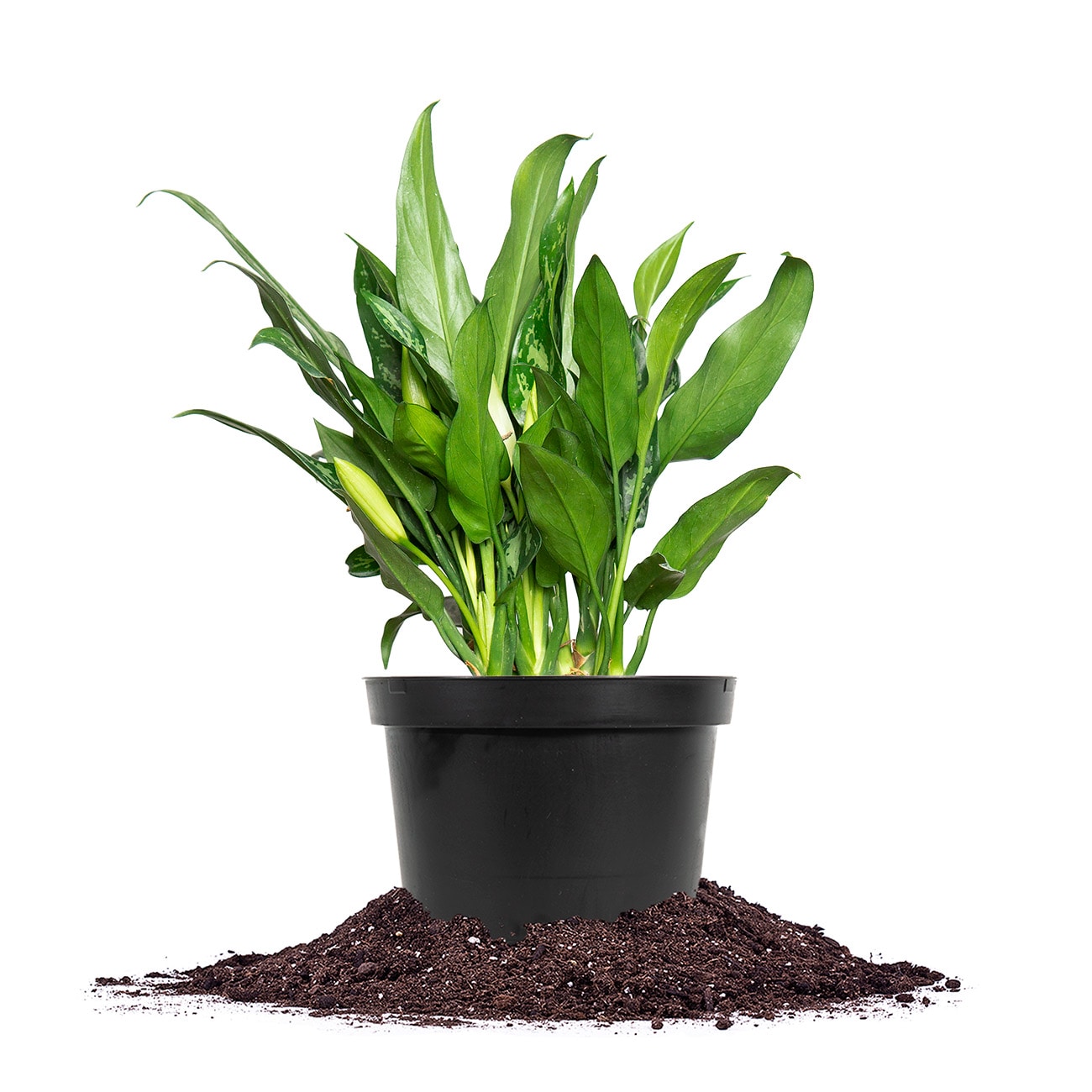 Perfect Plants LOCHINESEMARIA6IN Chinese Evergreen Maria House plant in 6 Inch(es) Pot 1.0 -Pack