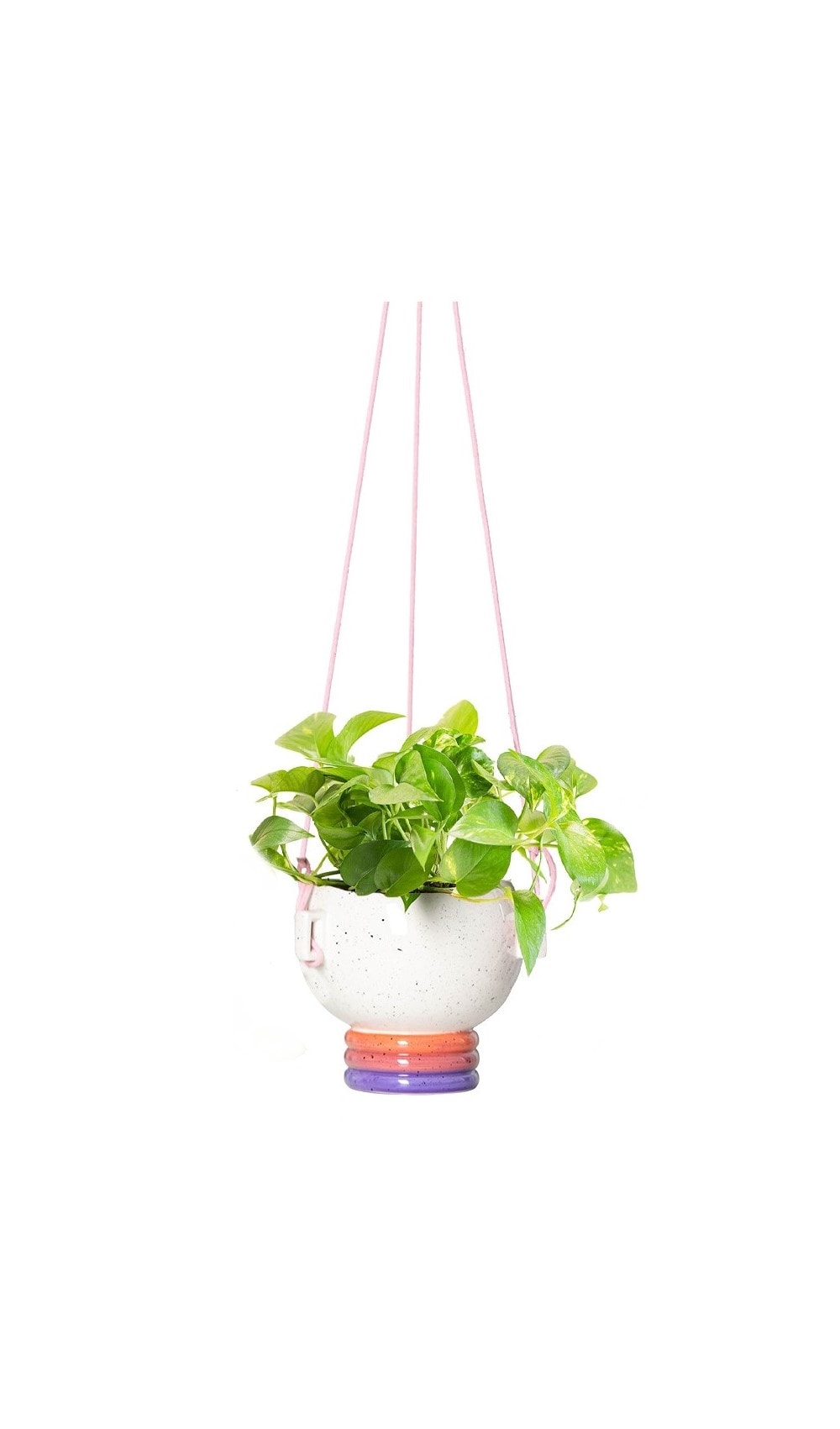 LiveTrends ASB07029 Synesthesia Pink - Golden Pothos House plant in 6 Inch(es) Hanging basket 1.0 -Pack