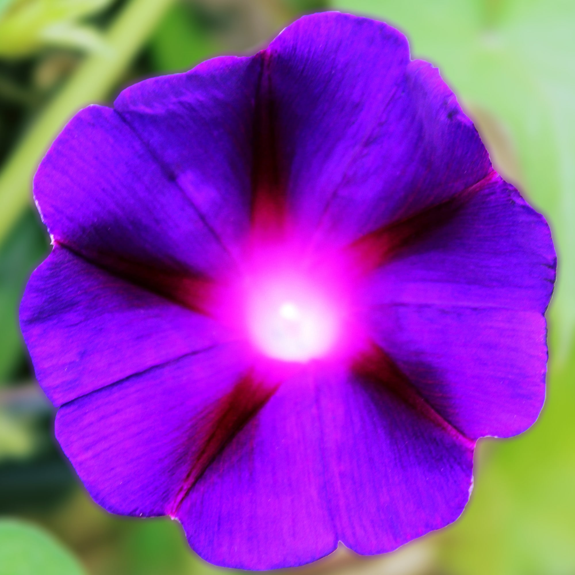 Ferry-Morse LC25.6080 seeds - View #3