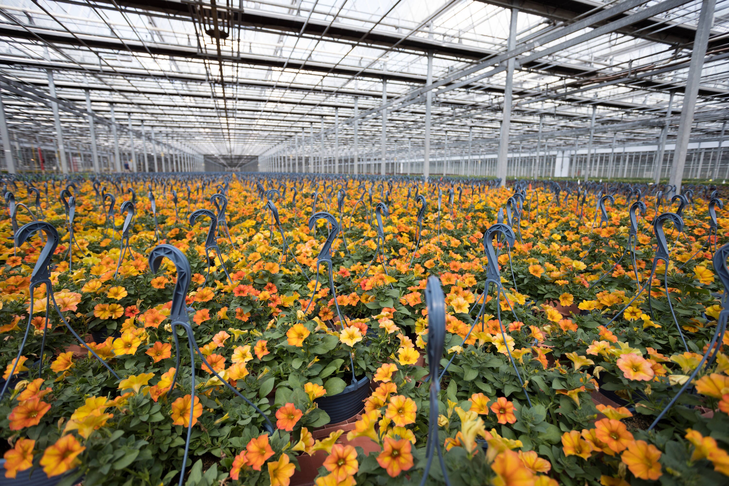Metrolina Greenhouses 4725 annuals - View #4