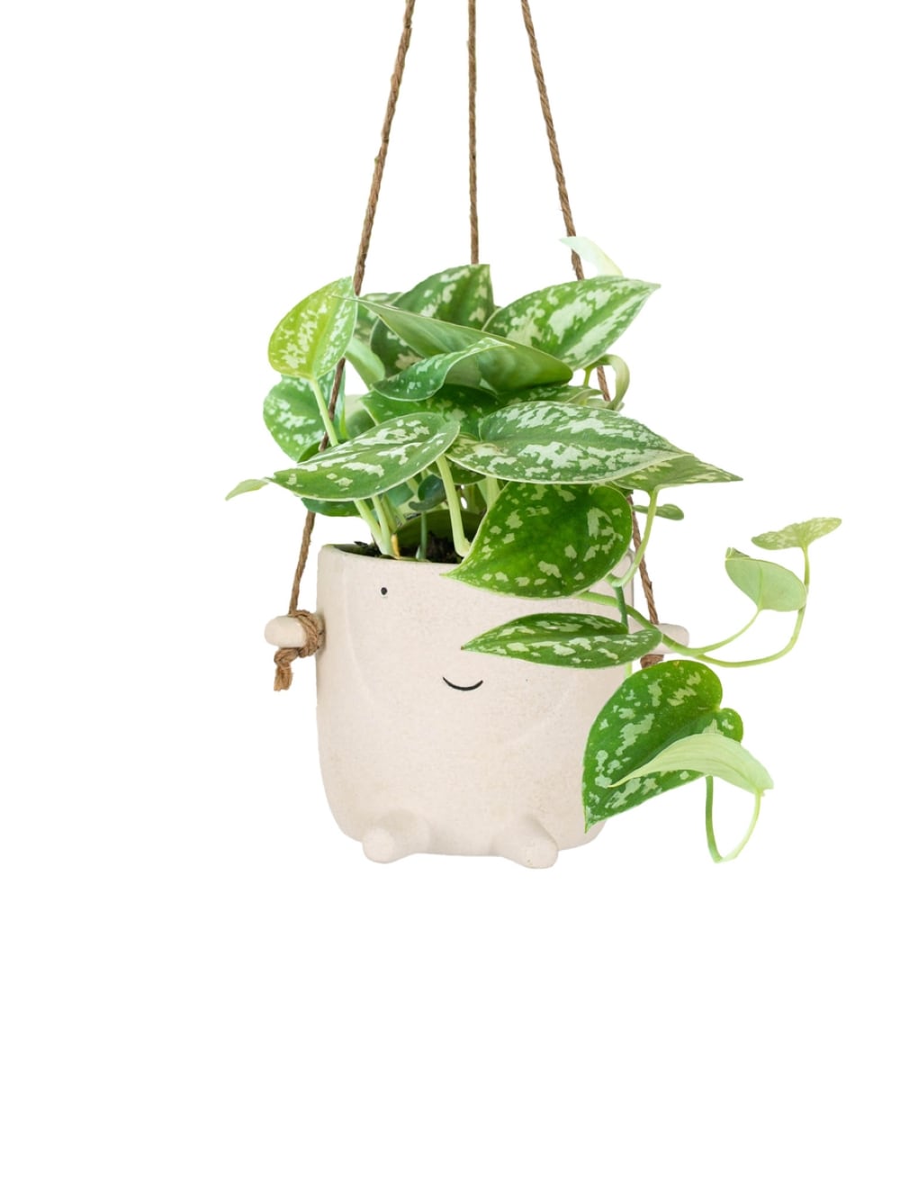 LiveTrends ASB03784 BAMBINI HB - Assorted foliage House plant in 12 Ounce(s) Hanging basket 1.0 -Pack
