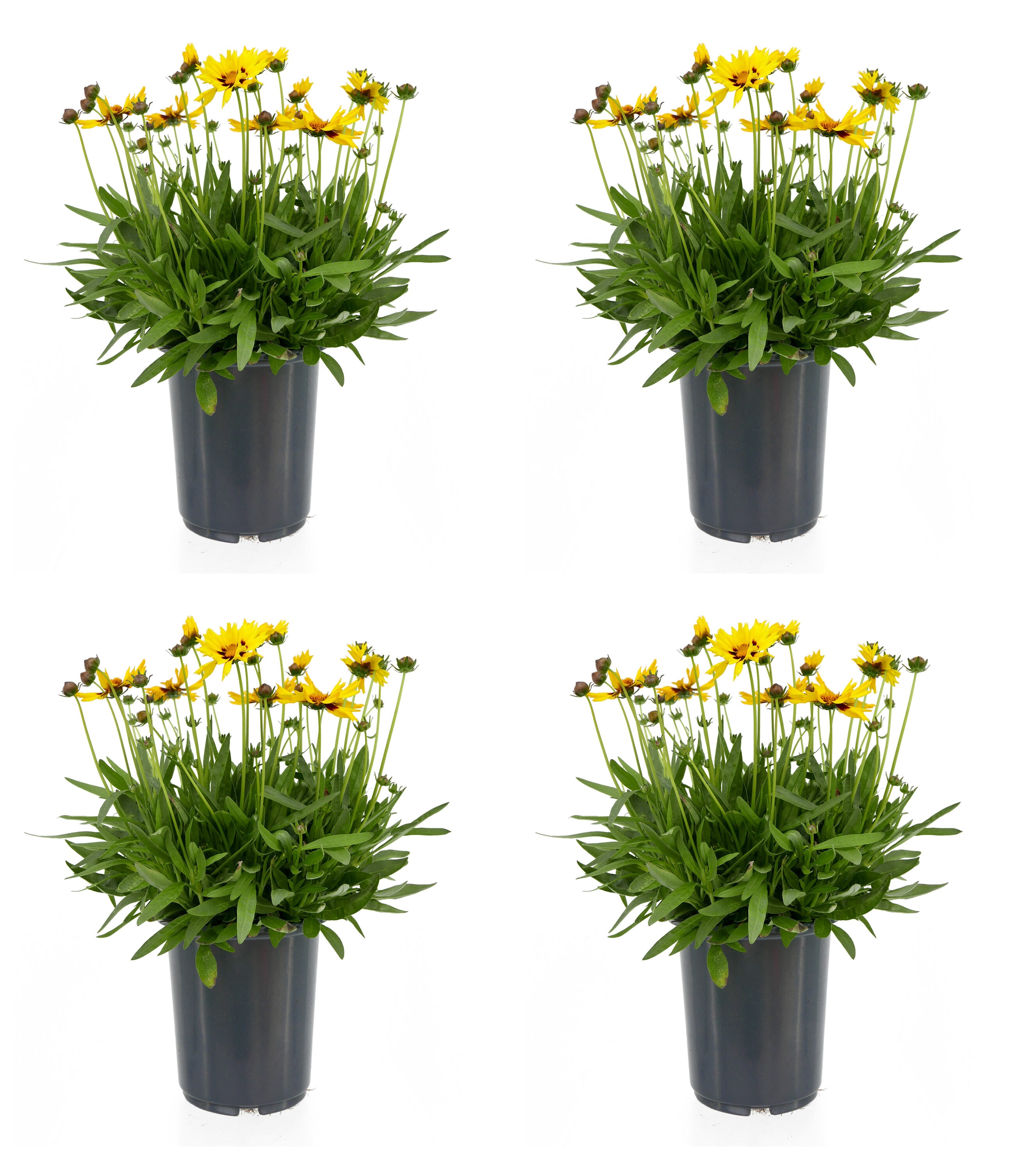 2.5 -Quart Yellow Coreopsis g. 'Sunkiss' 4 -Pack - Low Maintenance