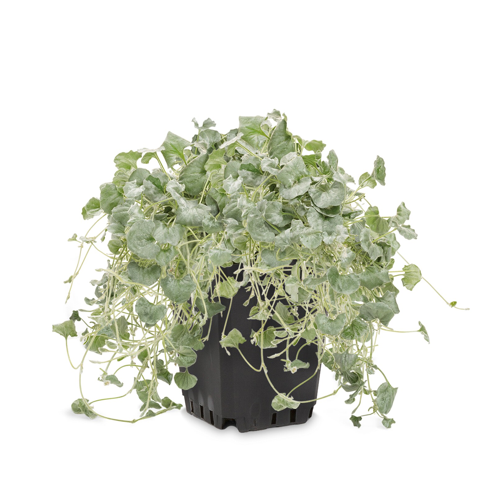 Pot Dichondra Plants, Bulbs & Seeds at Lowes.com