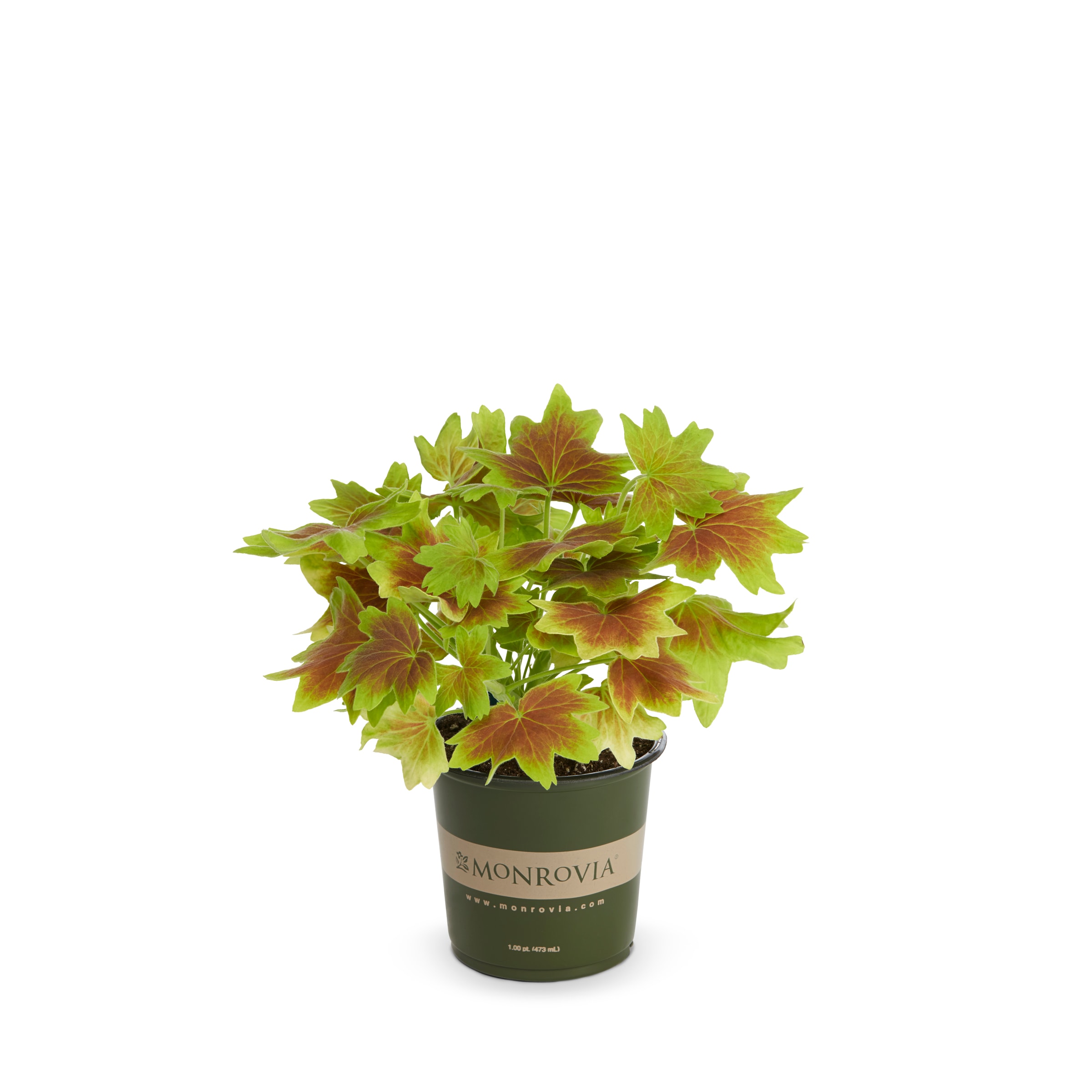 Lowe's NURSERY Multicolor Geranium in 1 Pint Pot