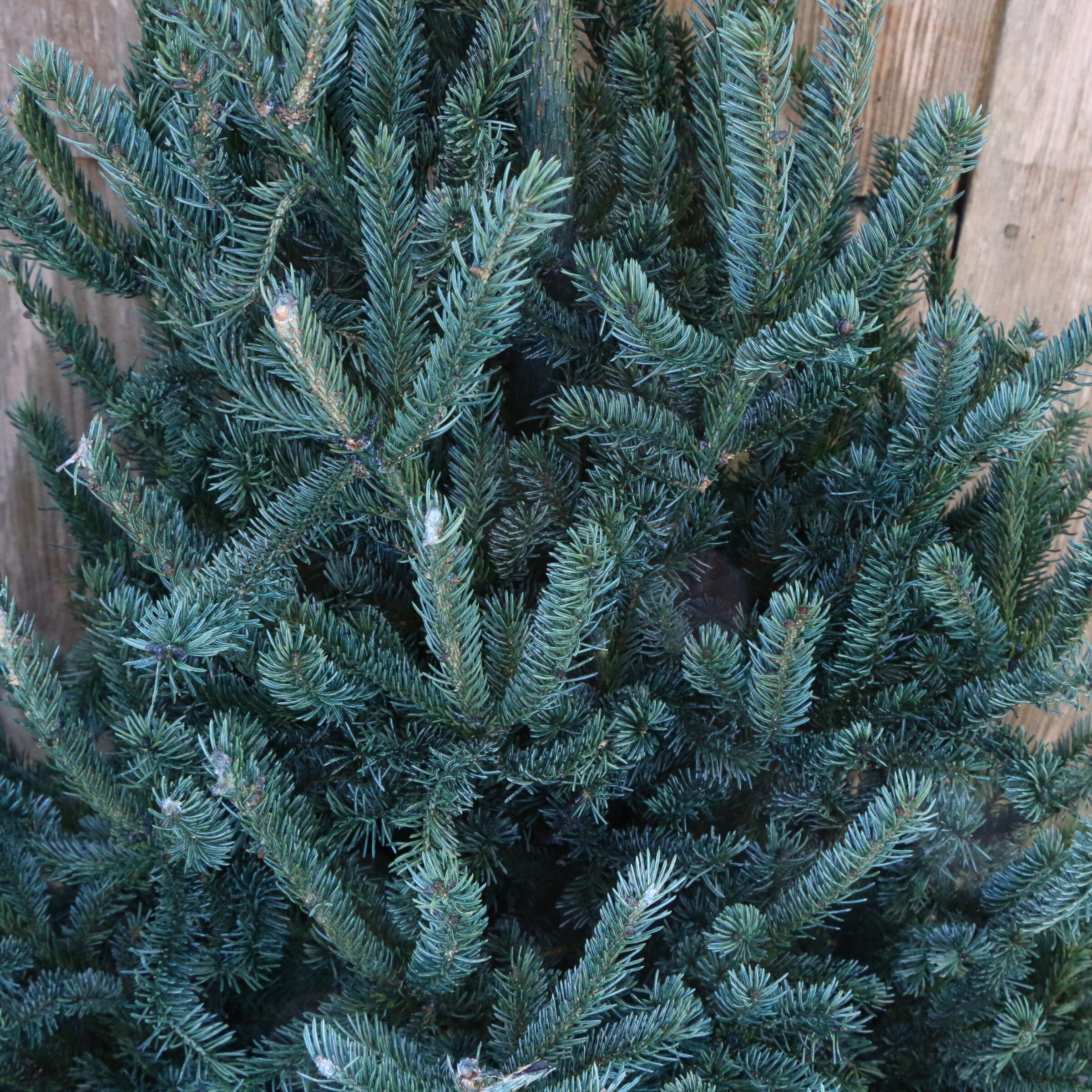 National Plant Network LW9025 Fresh-Christmas-Trees - View #2