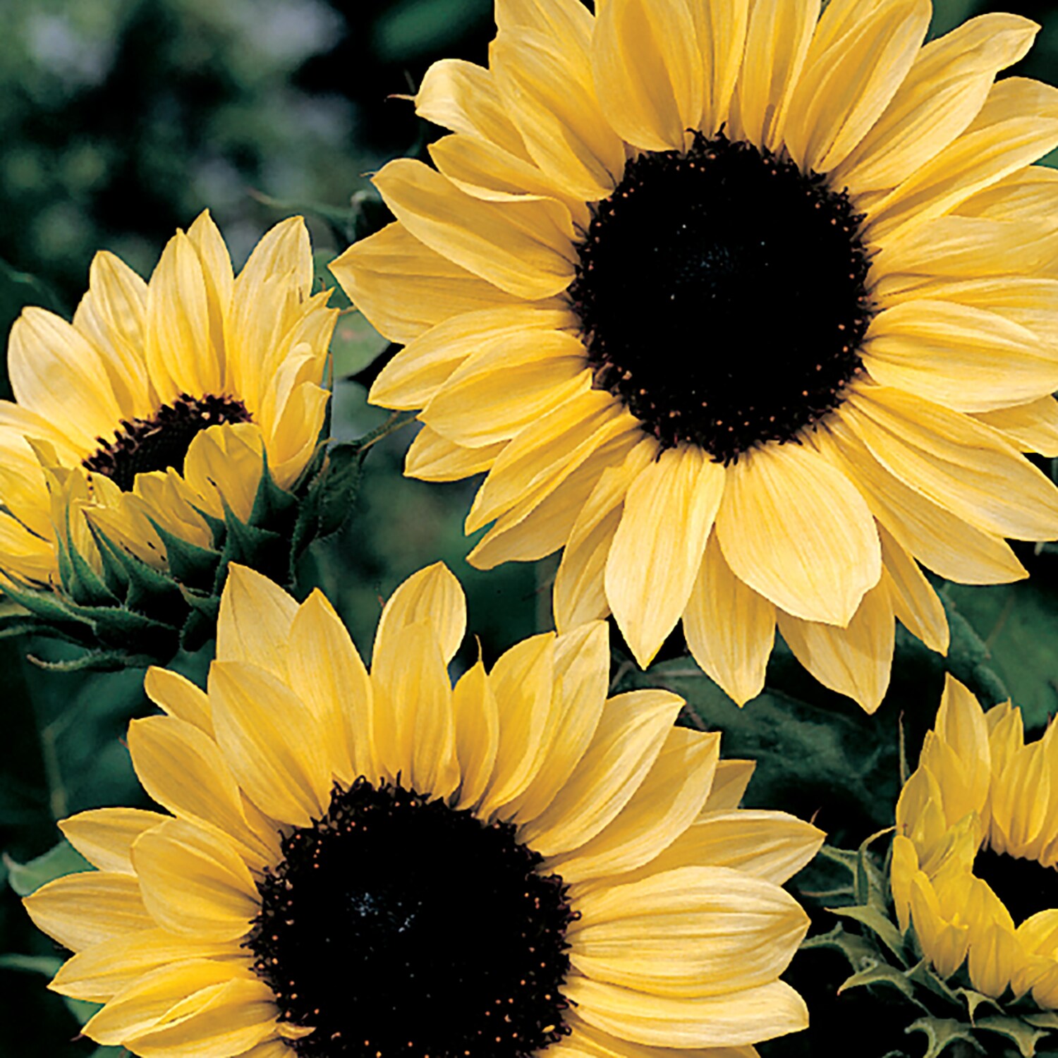 Ferry-Morse LC25.2775 seeds - View #3