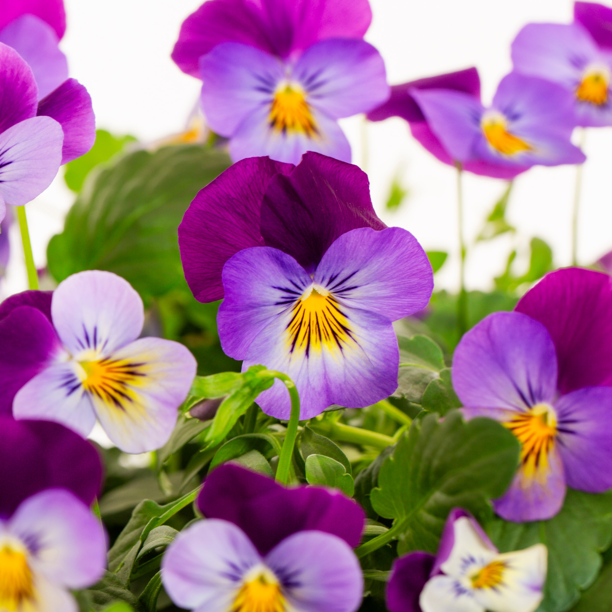 Lowe's NURSERY annuals - View #2