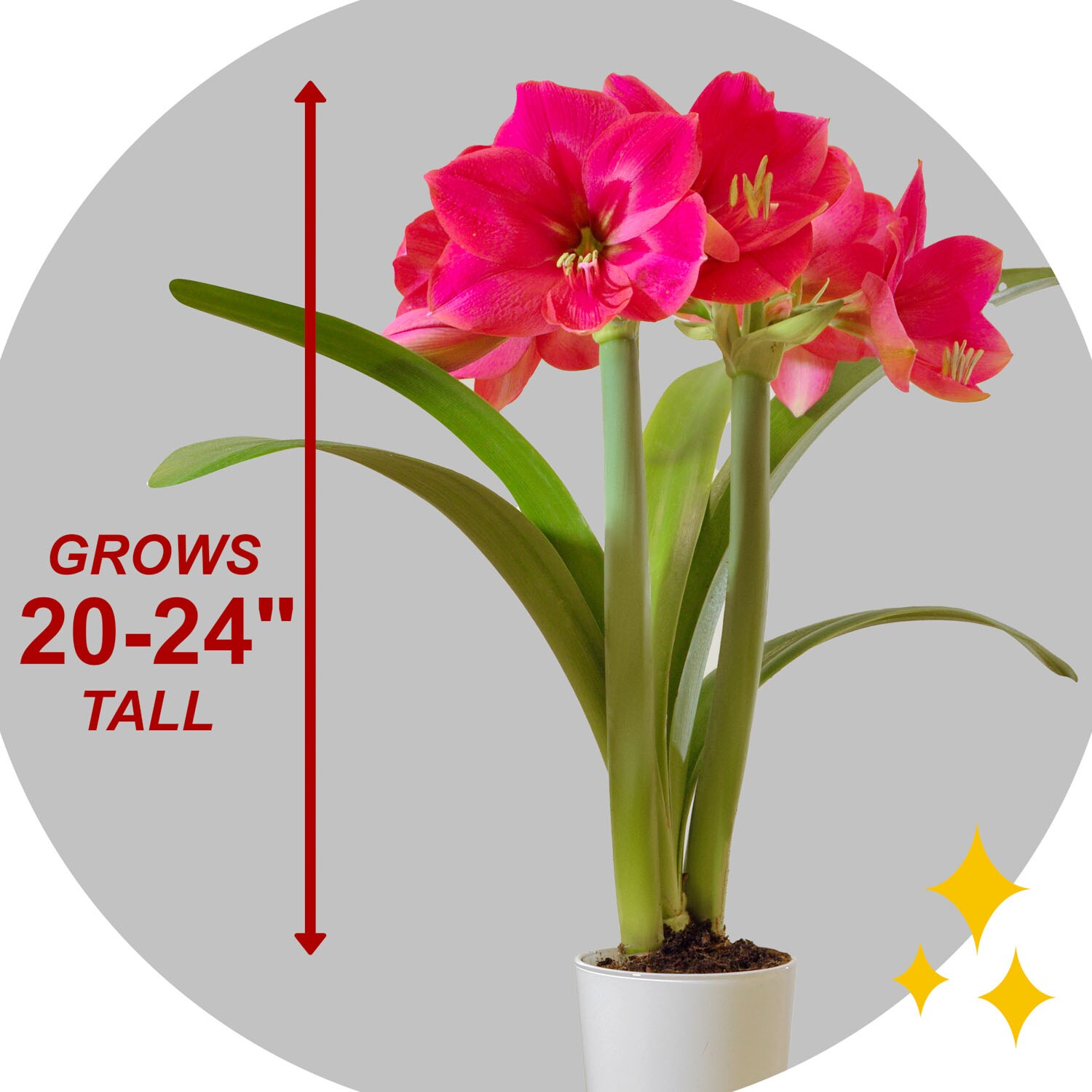 Garden State Bulb ECH-29-06-02 Plant-Bulbs - View #3