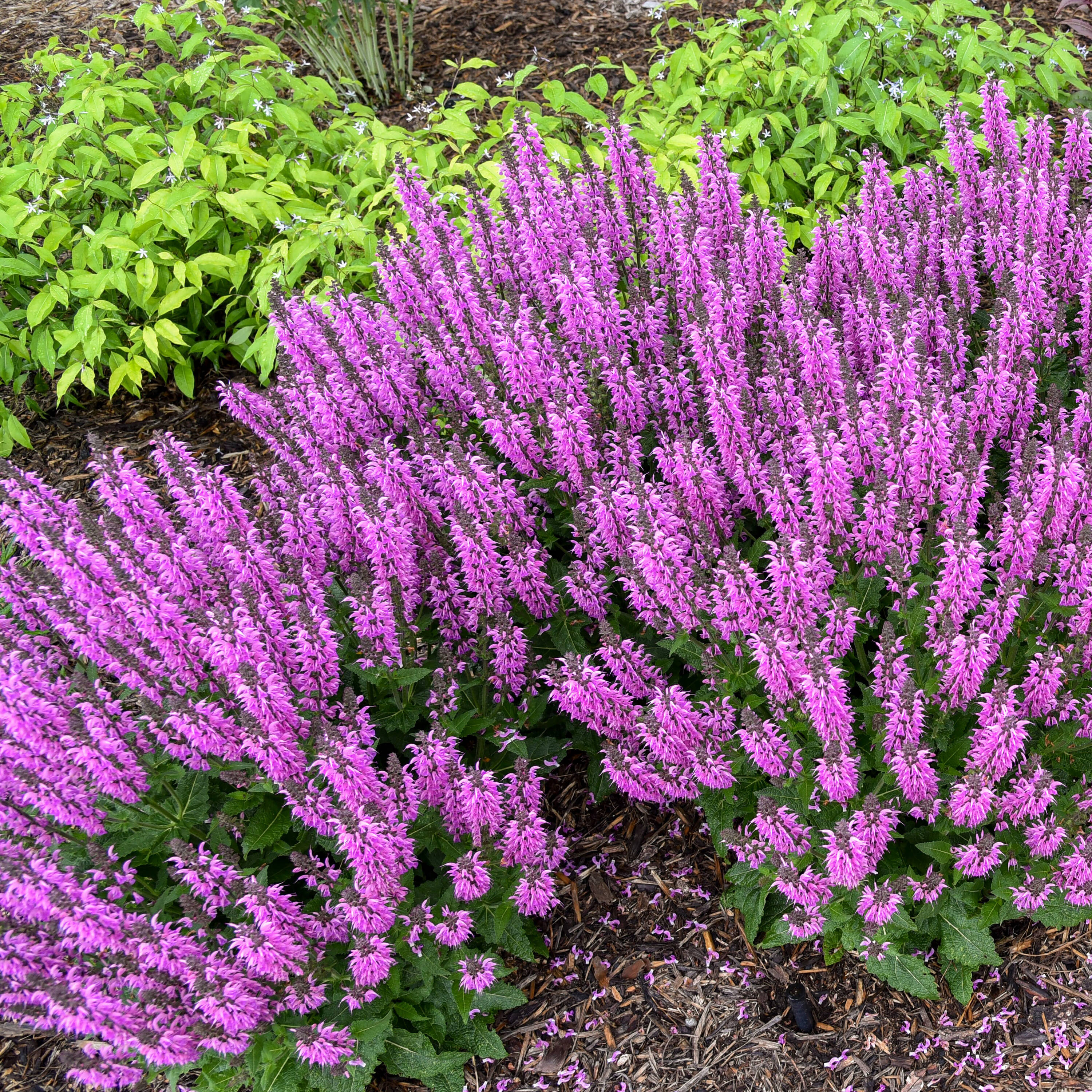 Proven Winners SALPWP1276102 perennials - View #7