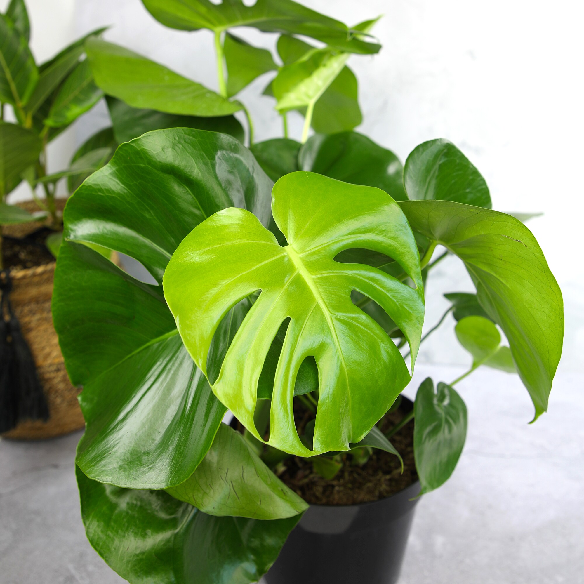 Altman Plants 0881614 hseplants - View #3