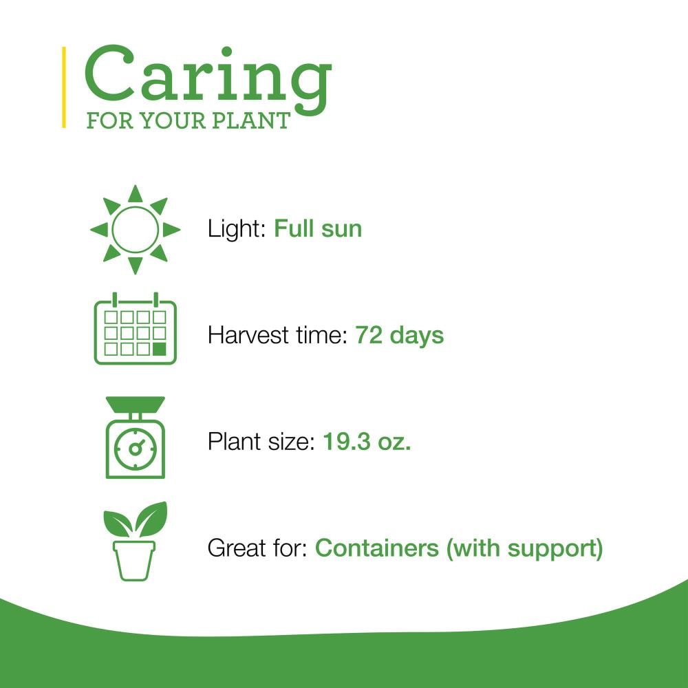 Bonnie Plants 202043 Vegetable-Plants - View #5