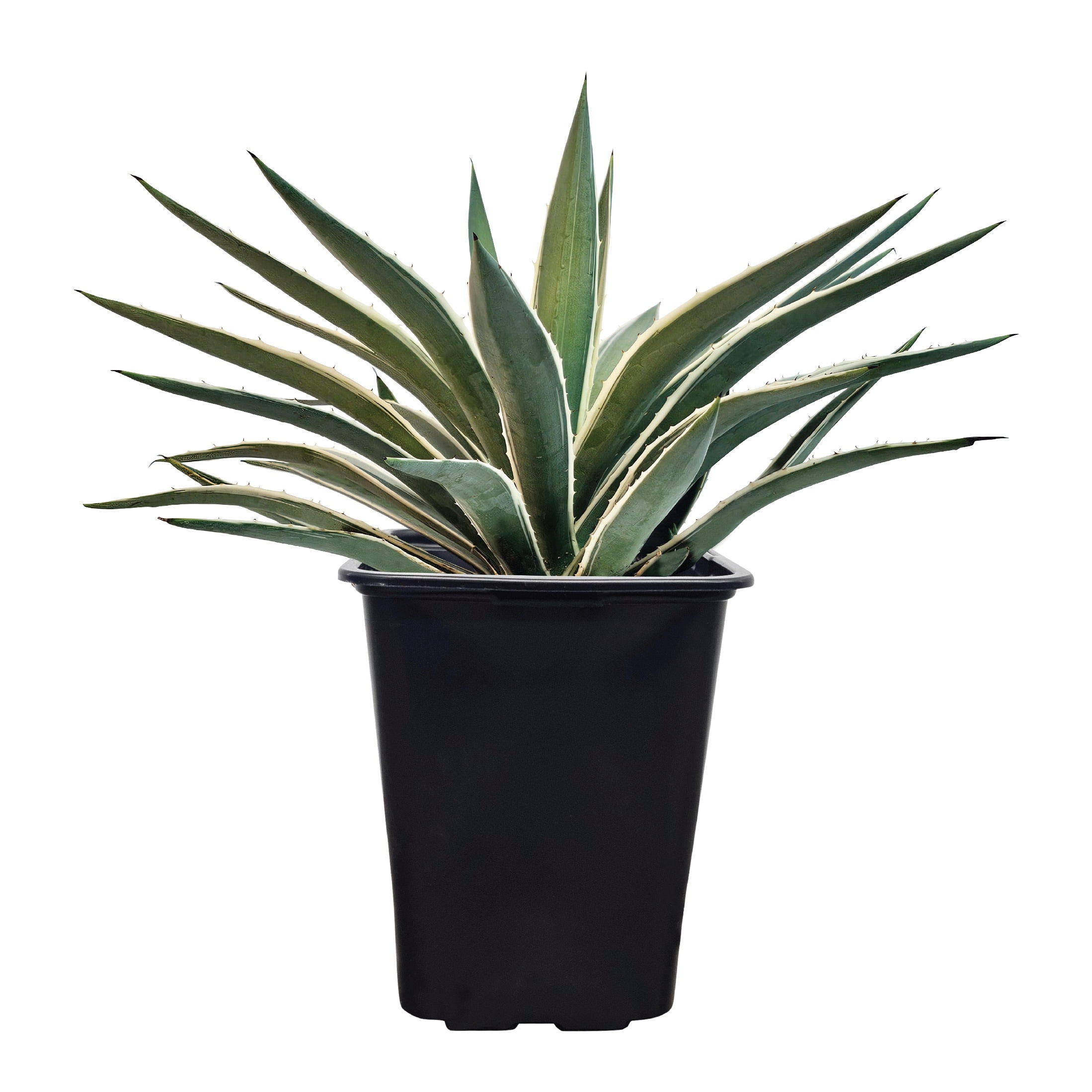 Nature's Way Farms 1 -Pack Agave Caribbean in 2 -Quart Pot