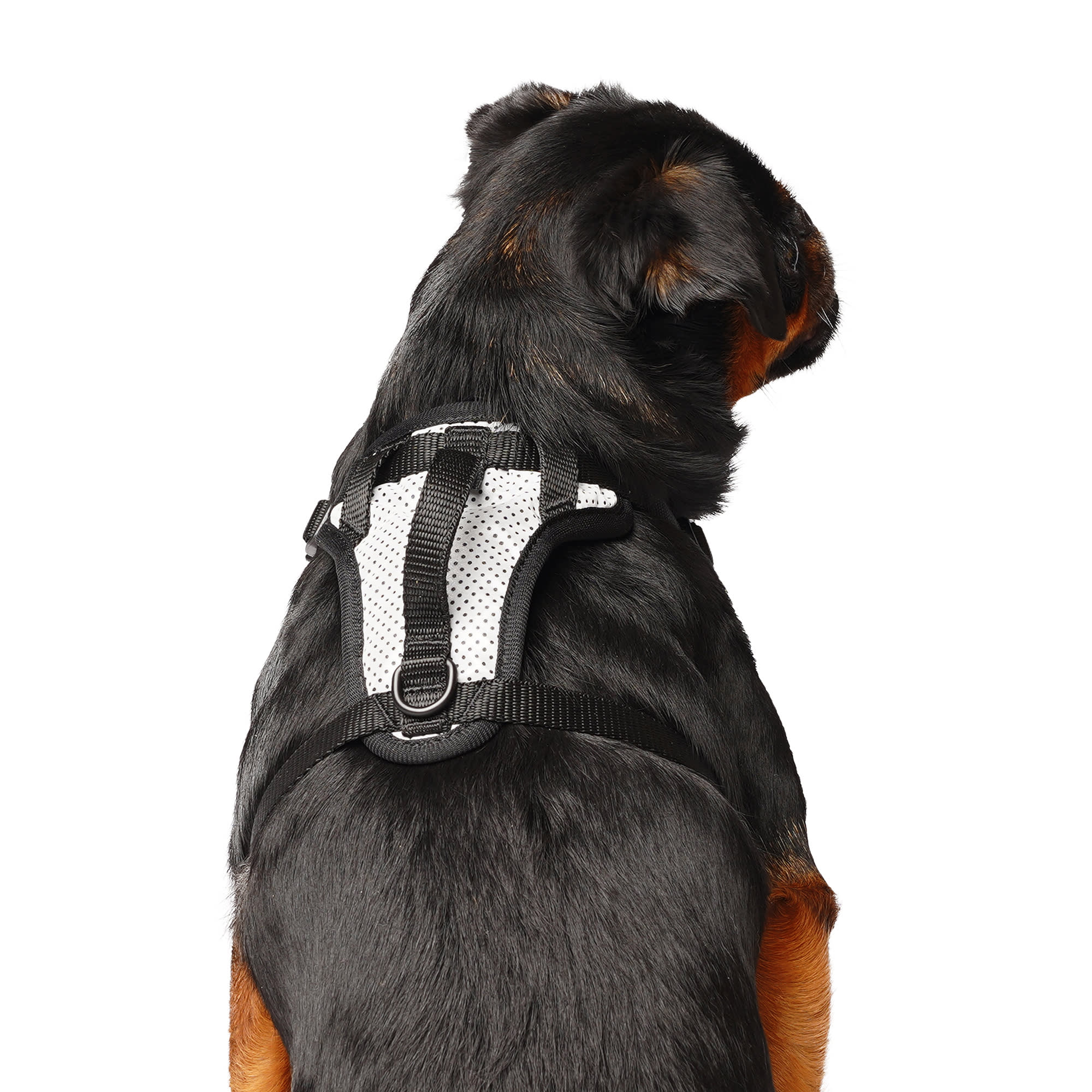 Canada Pooch 10418 Dog-Collars-Harnesses - View #3