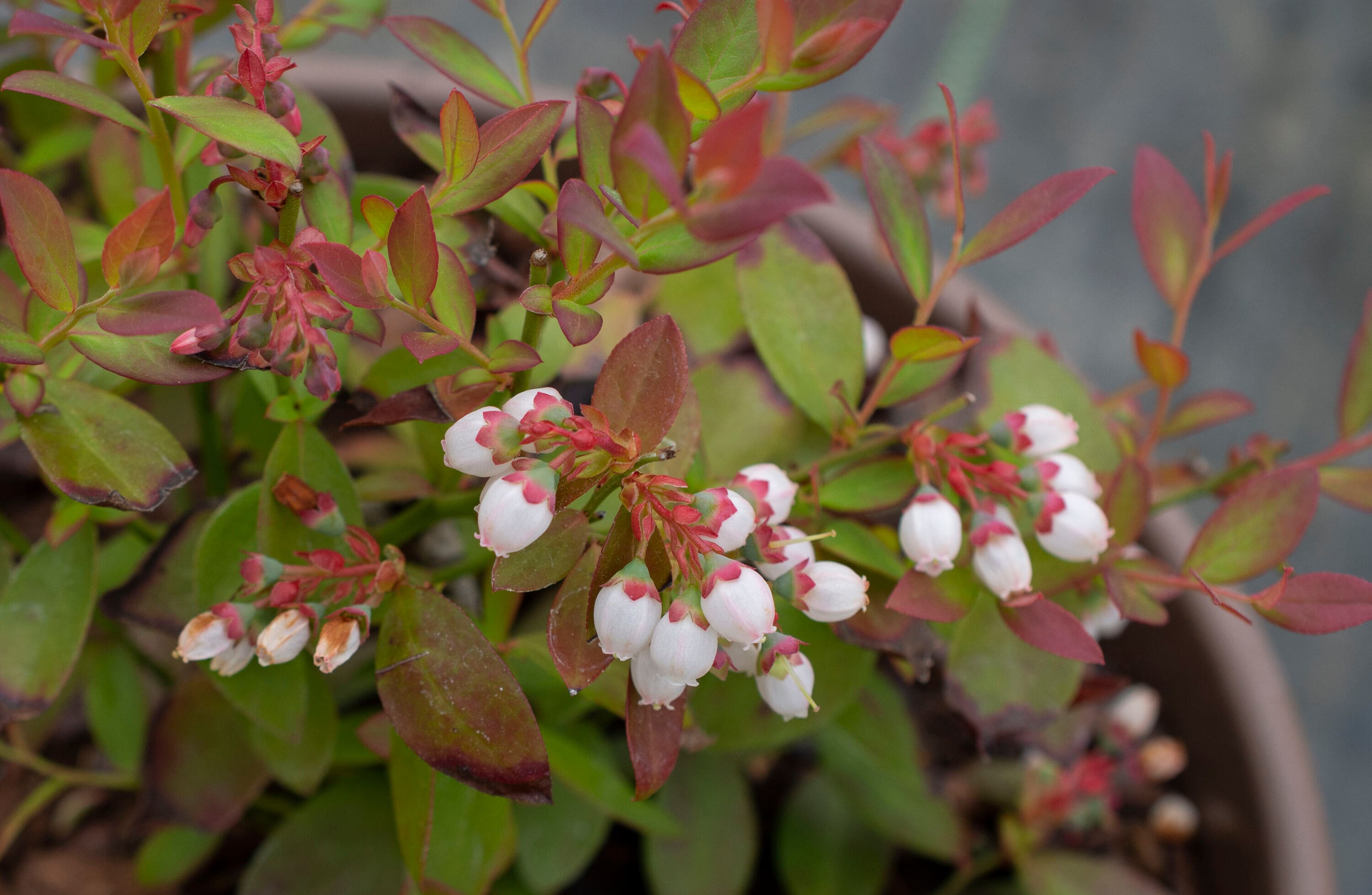 National Plant Network LW1667 shrubs - View #3