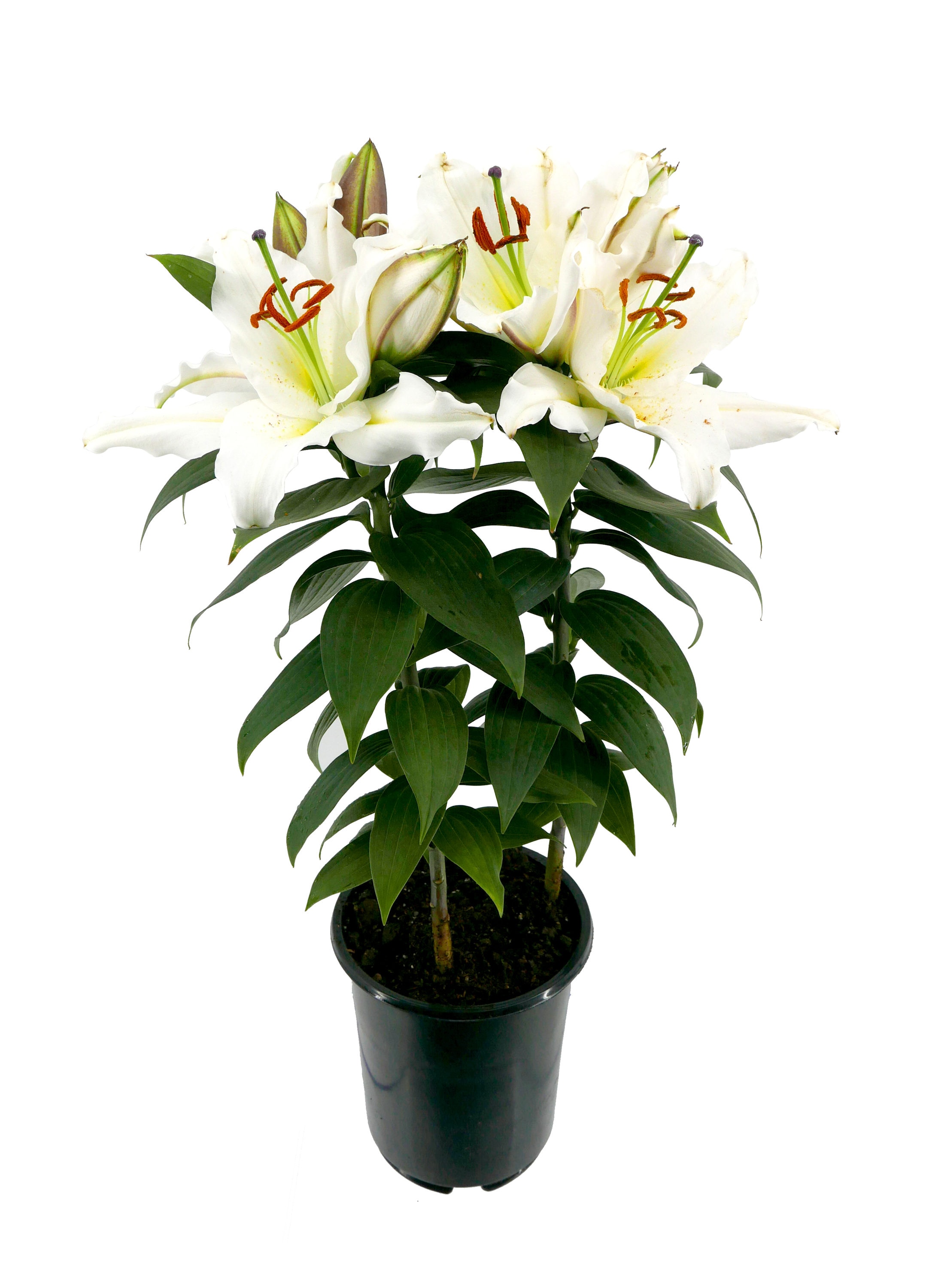 Lowe's White Lily Of The Valley in 1-Quart Pot in the Perennials department  at