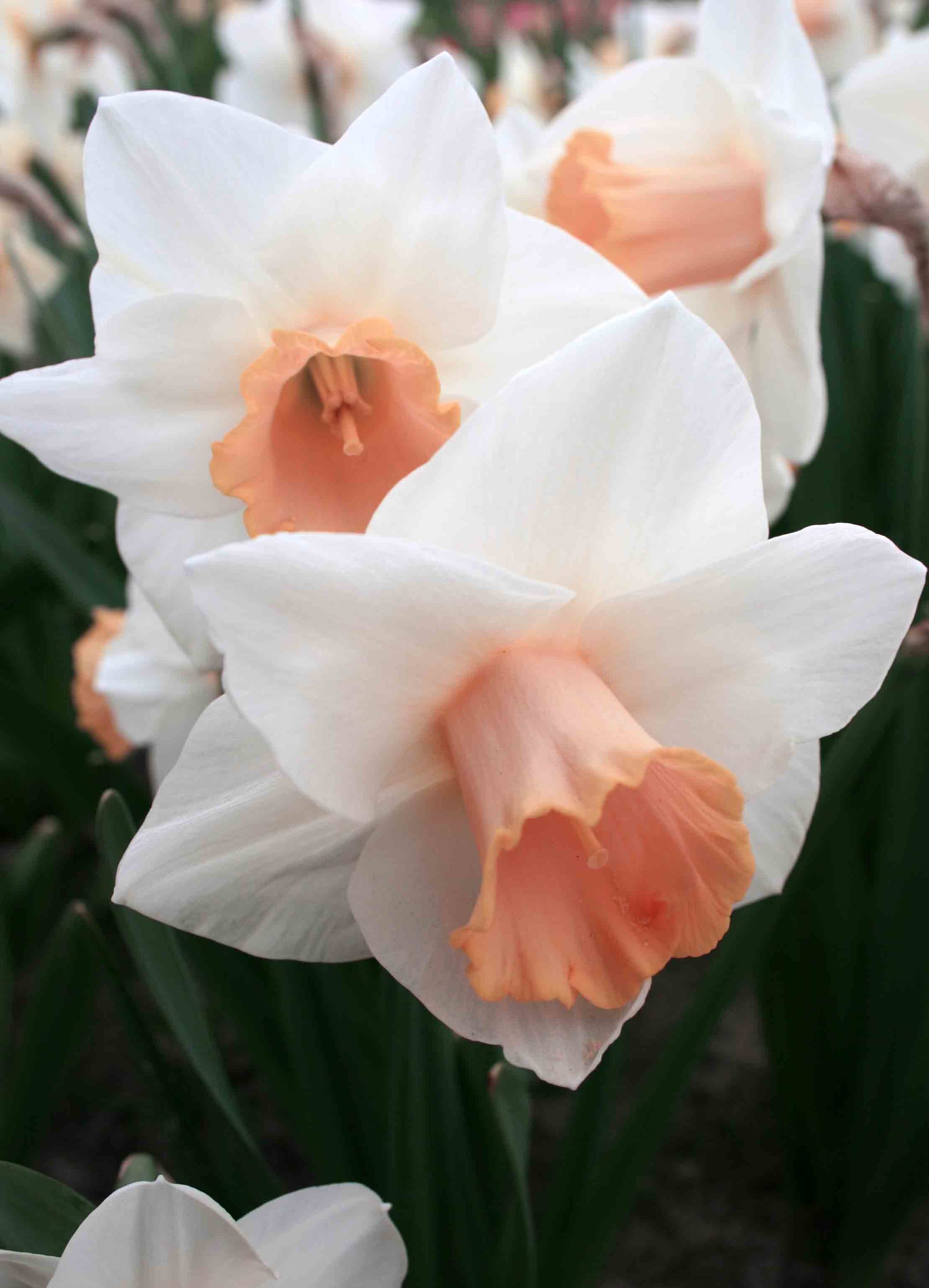  20.23626 Mixed White/Salmon Daffodil Salome Bulbs