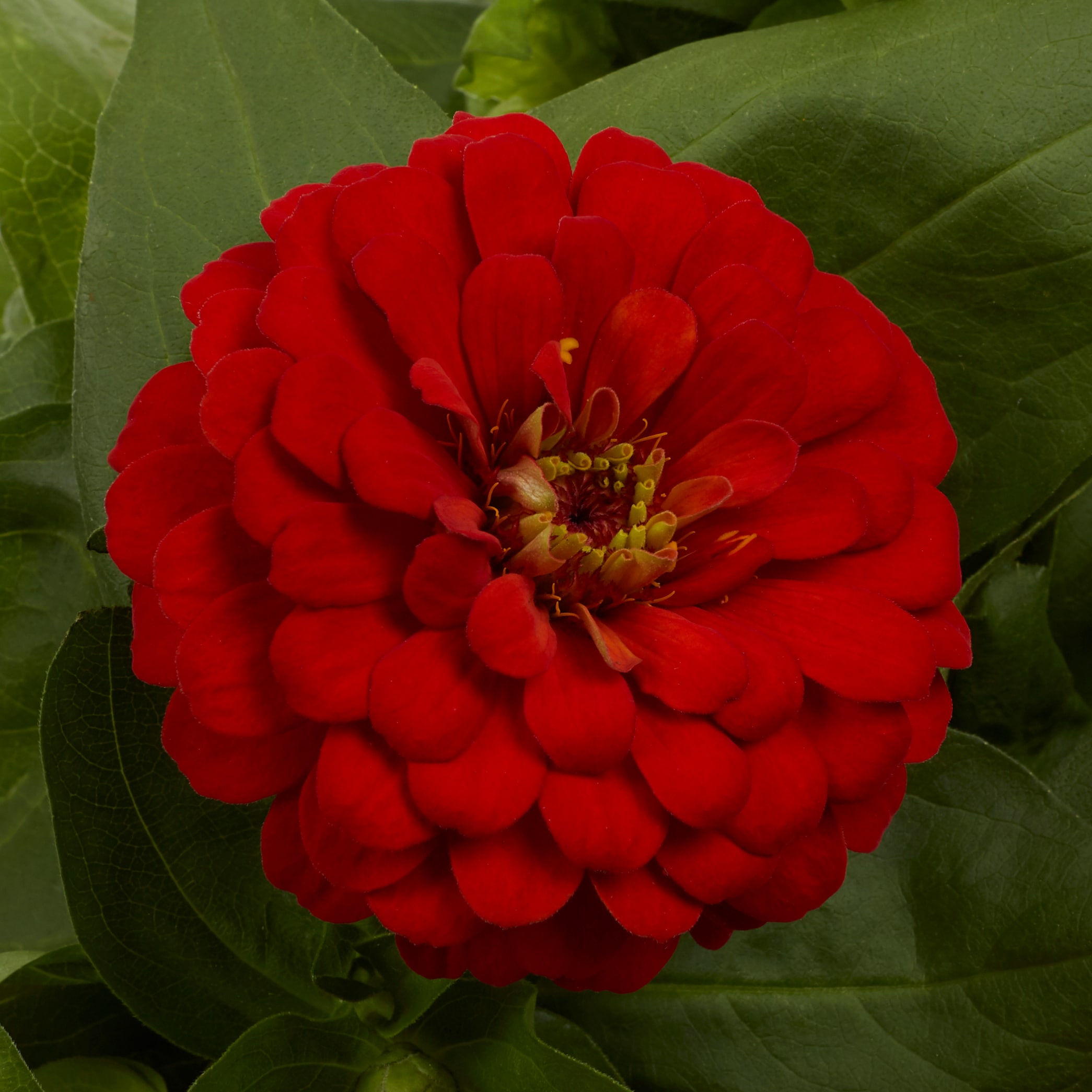 Metrolina Greenhouses 5116 annuals - View #2