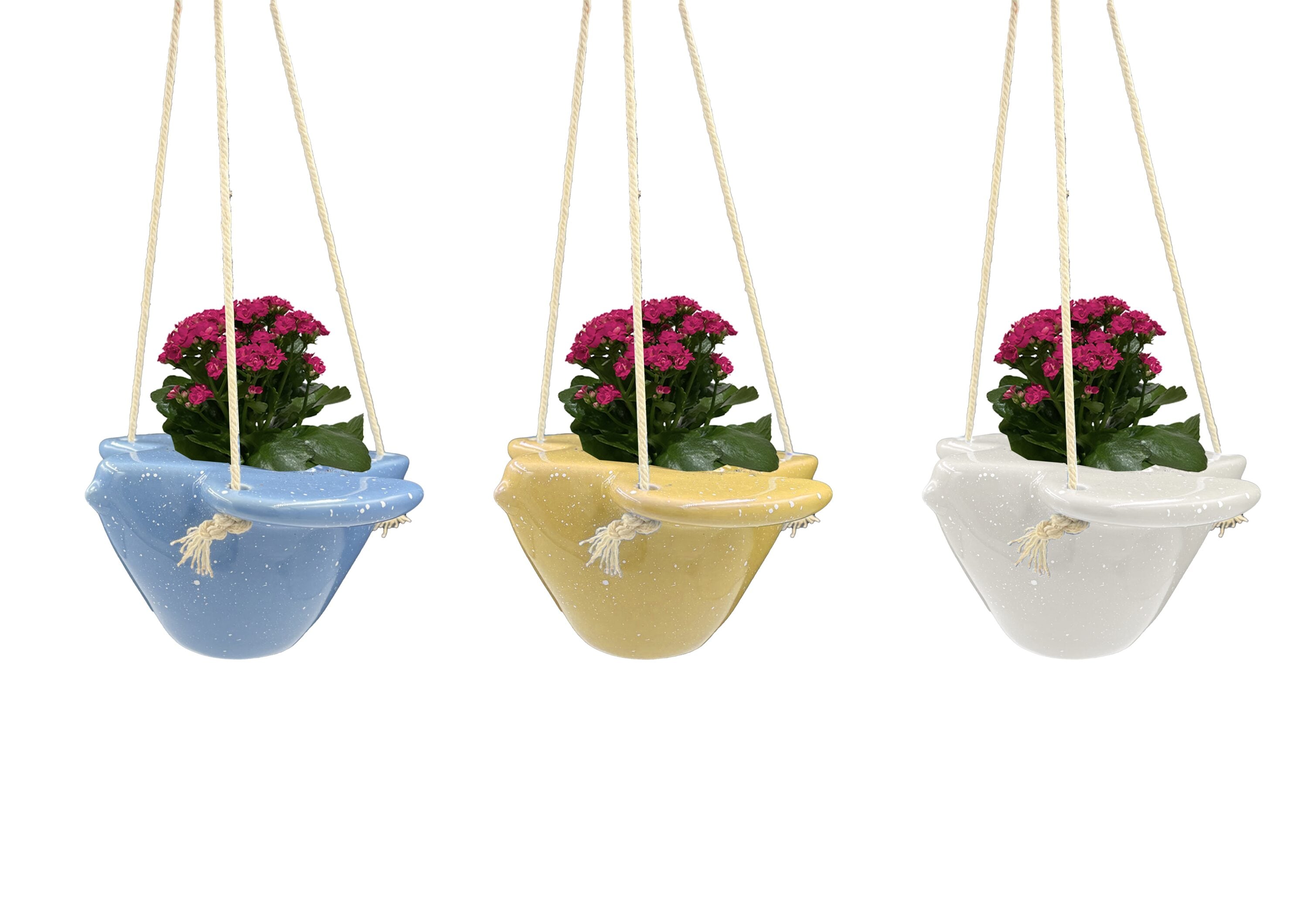 LiveTrends ASB07649 WREN House plant in 2.3 Ounce(s) Pot 1 -Pack