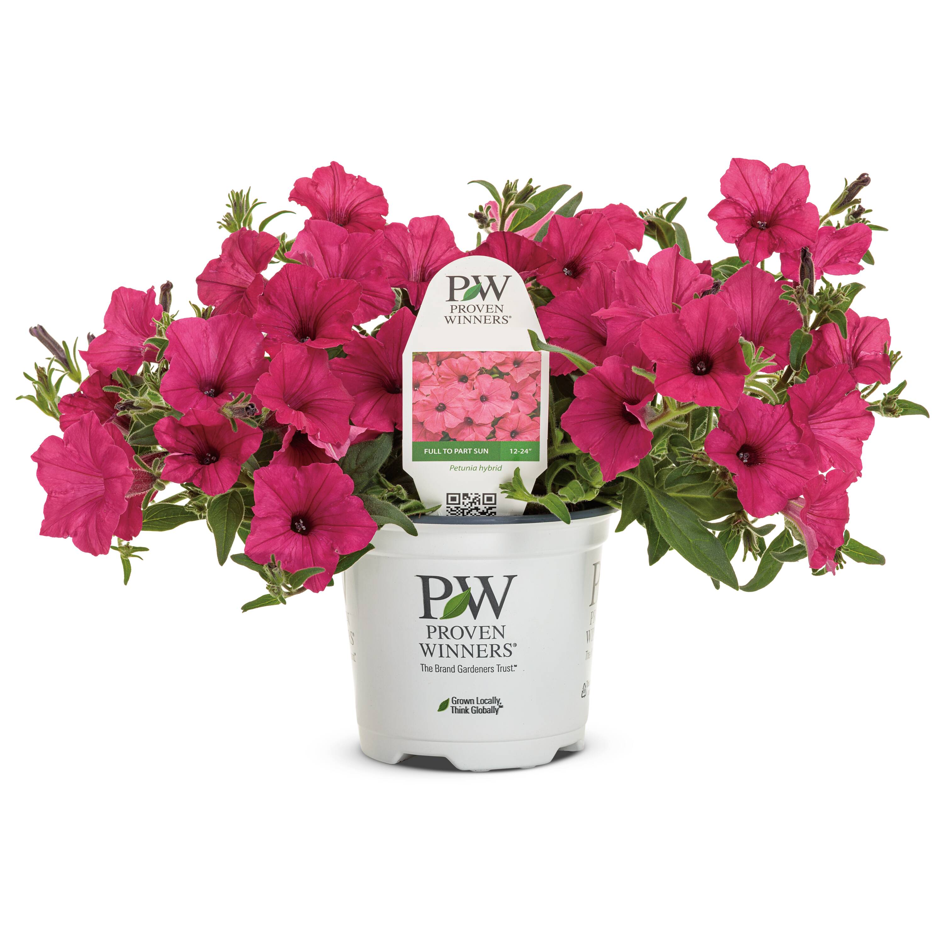 Proven Winners 5199163 Purple Petunia in 1.5 Pint Pot 1 -Pack