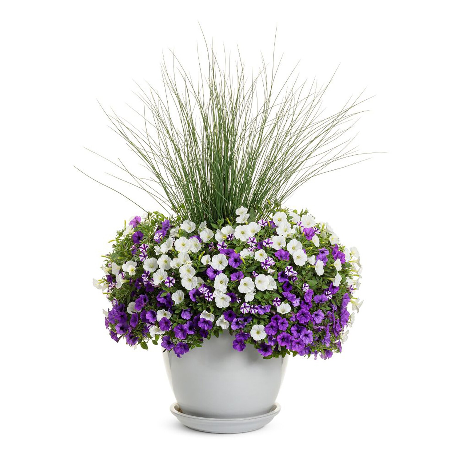 Proven Winners SUPPRW6017504 annuals - View #8