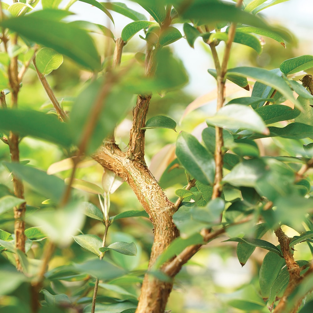 Brussel's Bonsai DT2712JMC trees - View #2