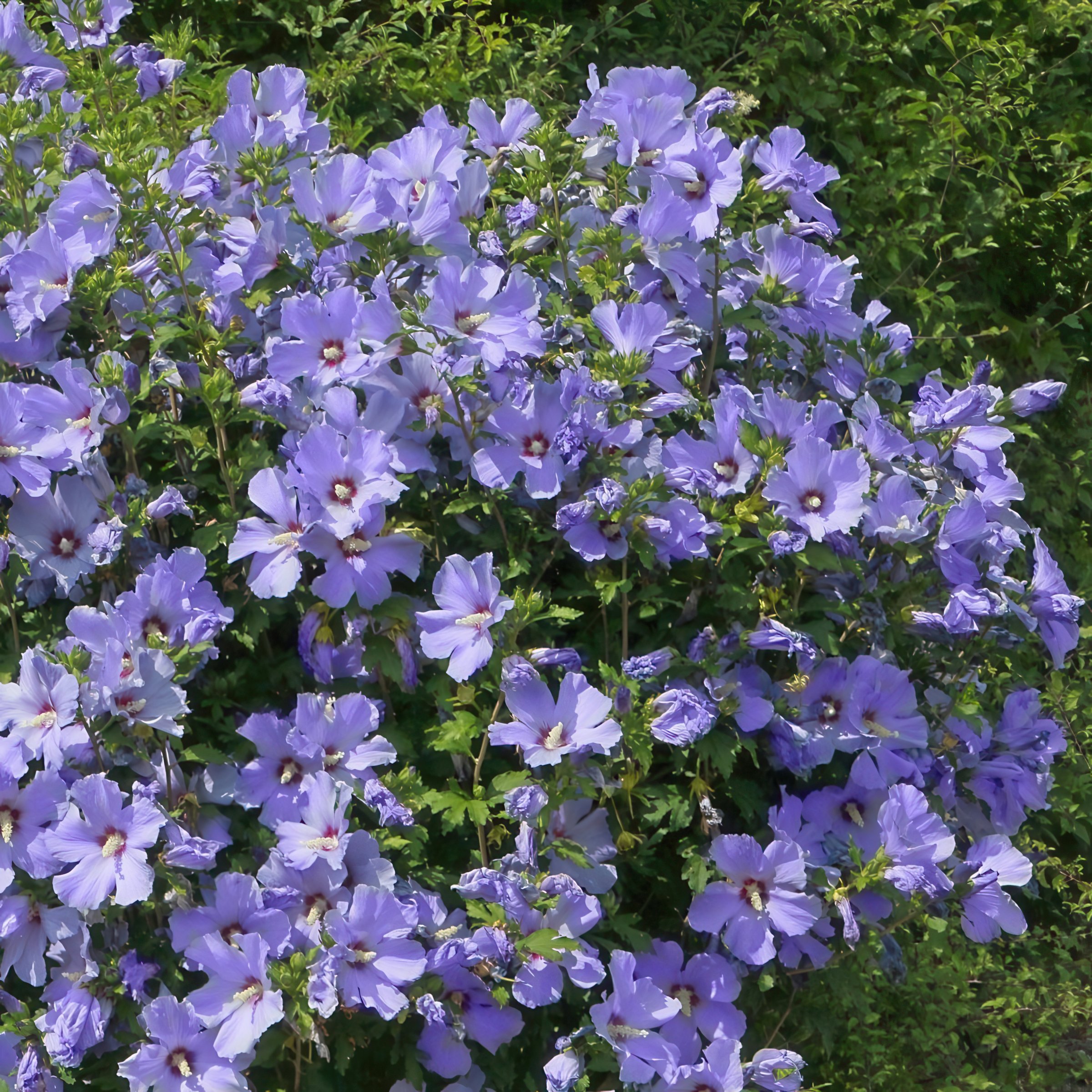 National Plant Network LW1873 shrubs - View #7