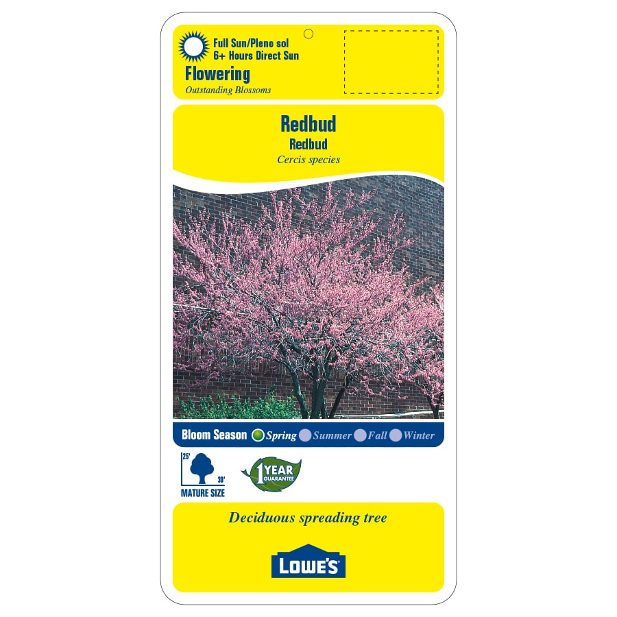 Lowe's NURSERY trees - View #2