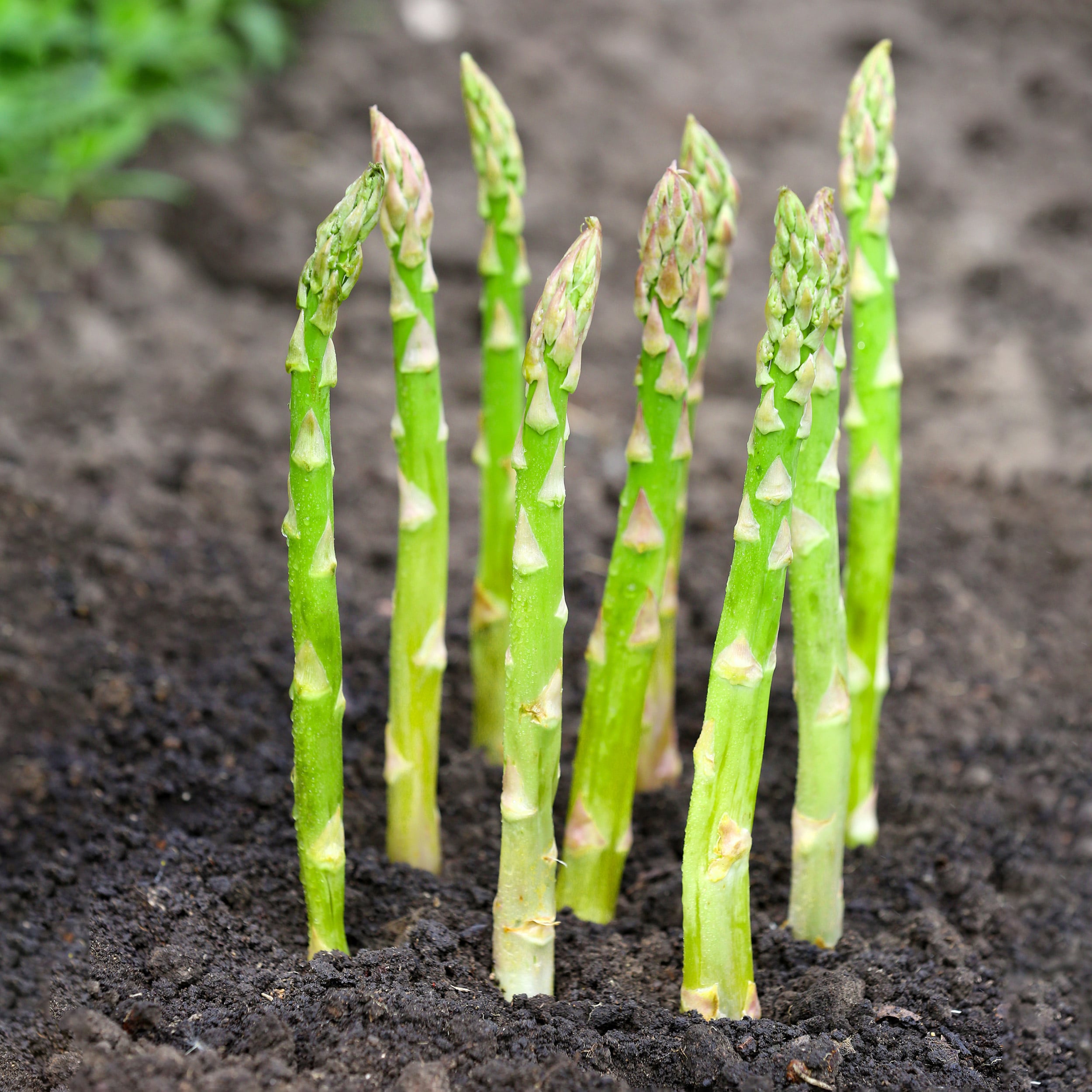 Garden State Asparagus Bareroot 10-Pack in the Vegetable Plants department at Lowes.com