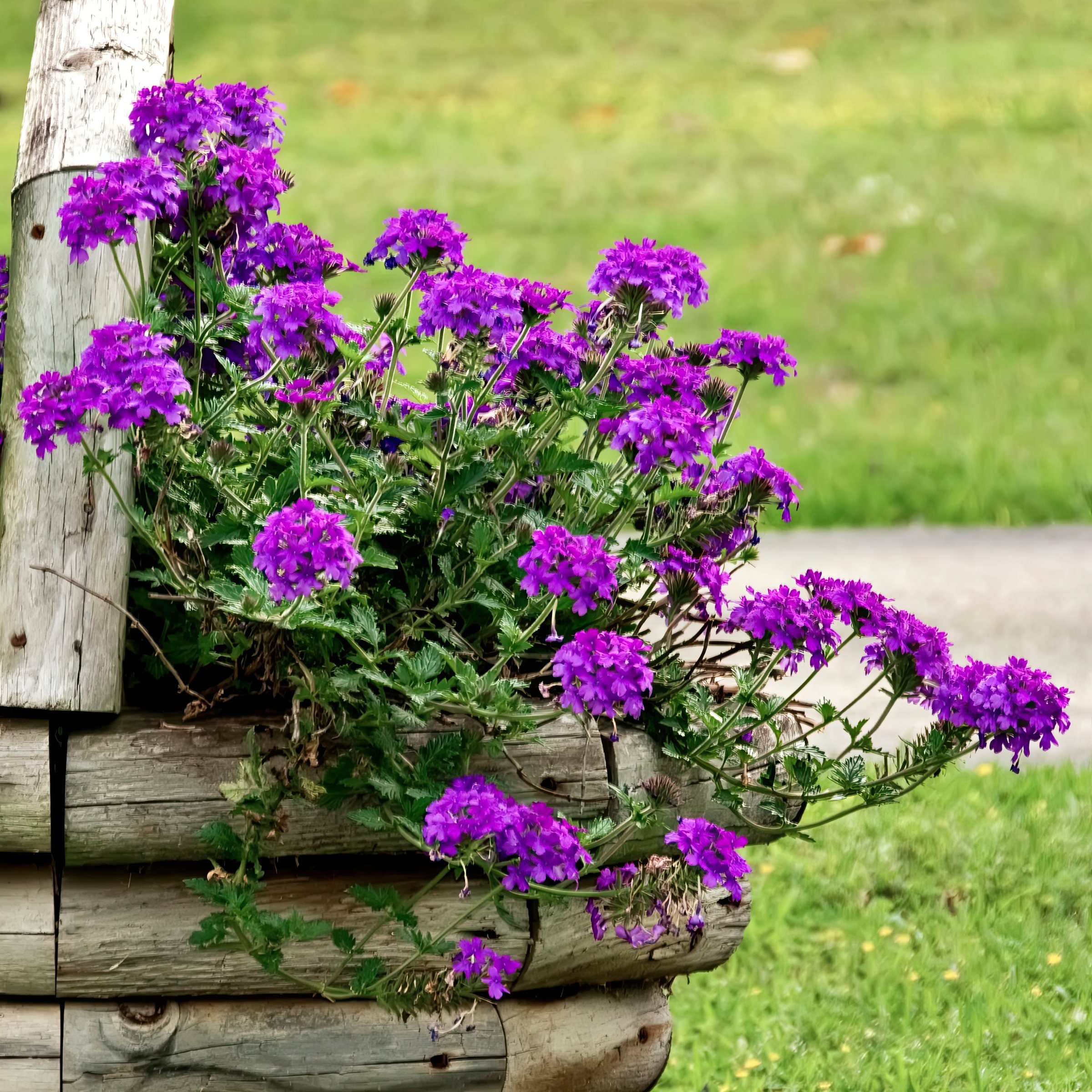 National Plant Network LW2190 Purple Verbena Homestead in 2.5-in Pot 3-Pack