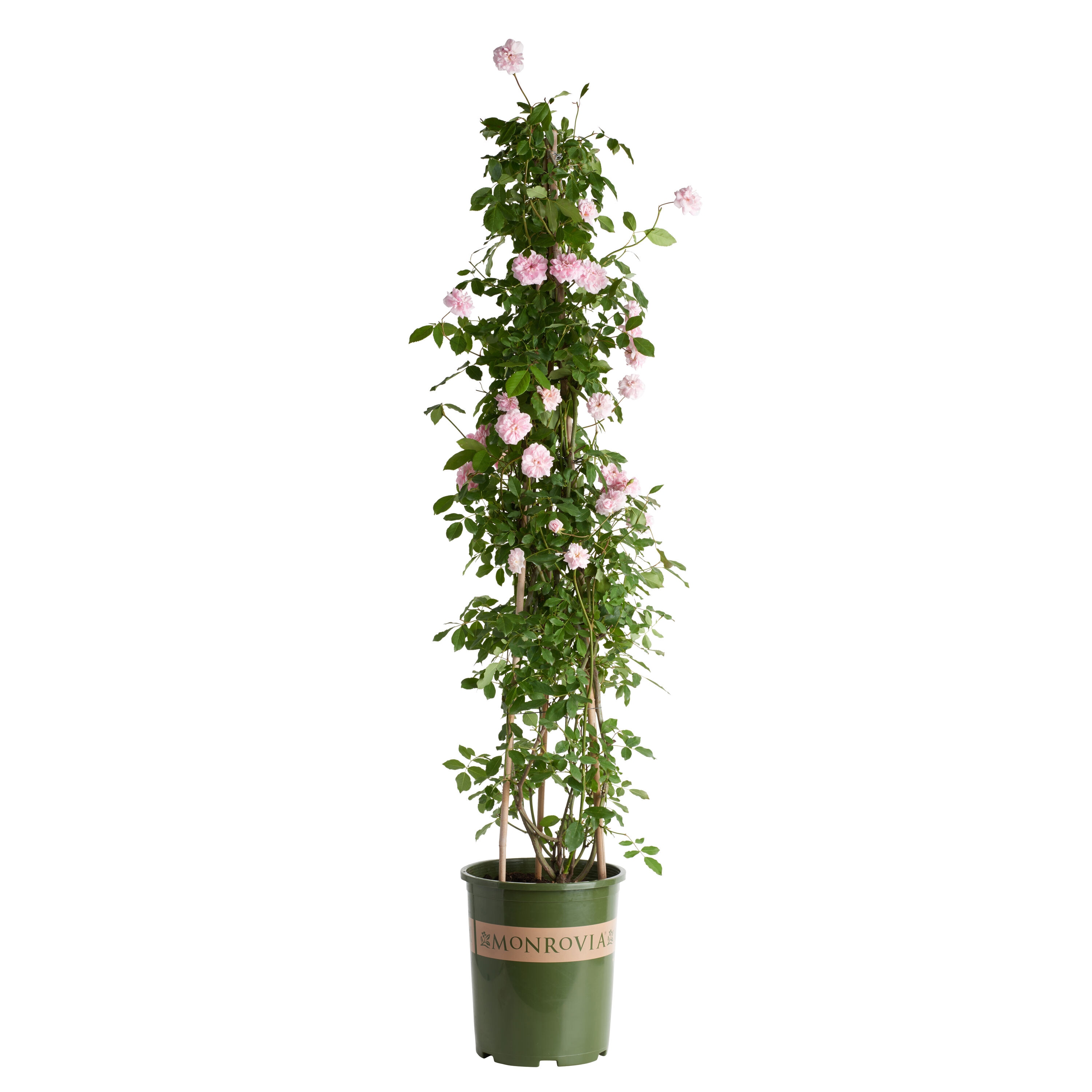 Monrovia 090791ST Pink Cecile Brunner Climbing Rose 2.6 -Quart Pot