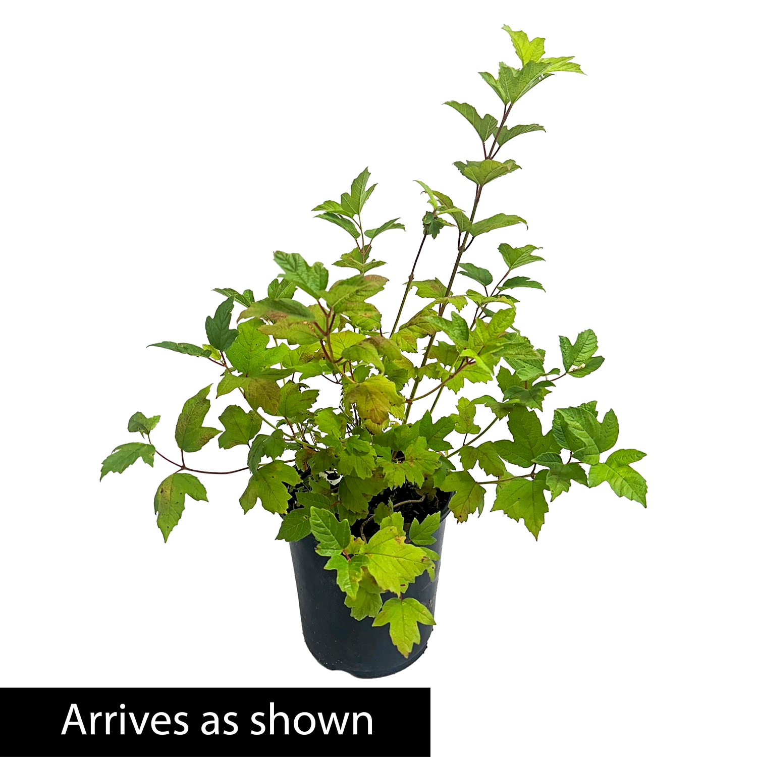 Direct Gardening 11233 Autumn Jazz Viburnum Flowering Shrub in 1 -Gallon Pot 1 -Pack with White Blooms