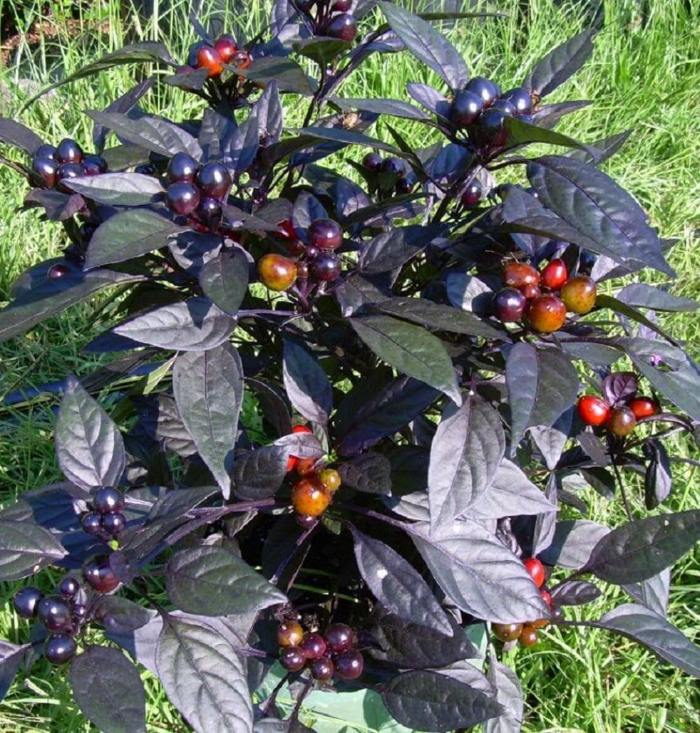Hirt's Gardens Black Pearl Hot Pepper...