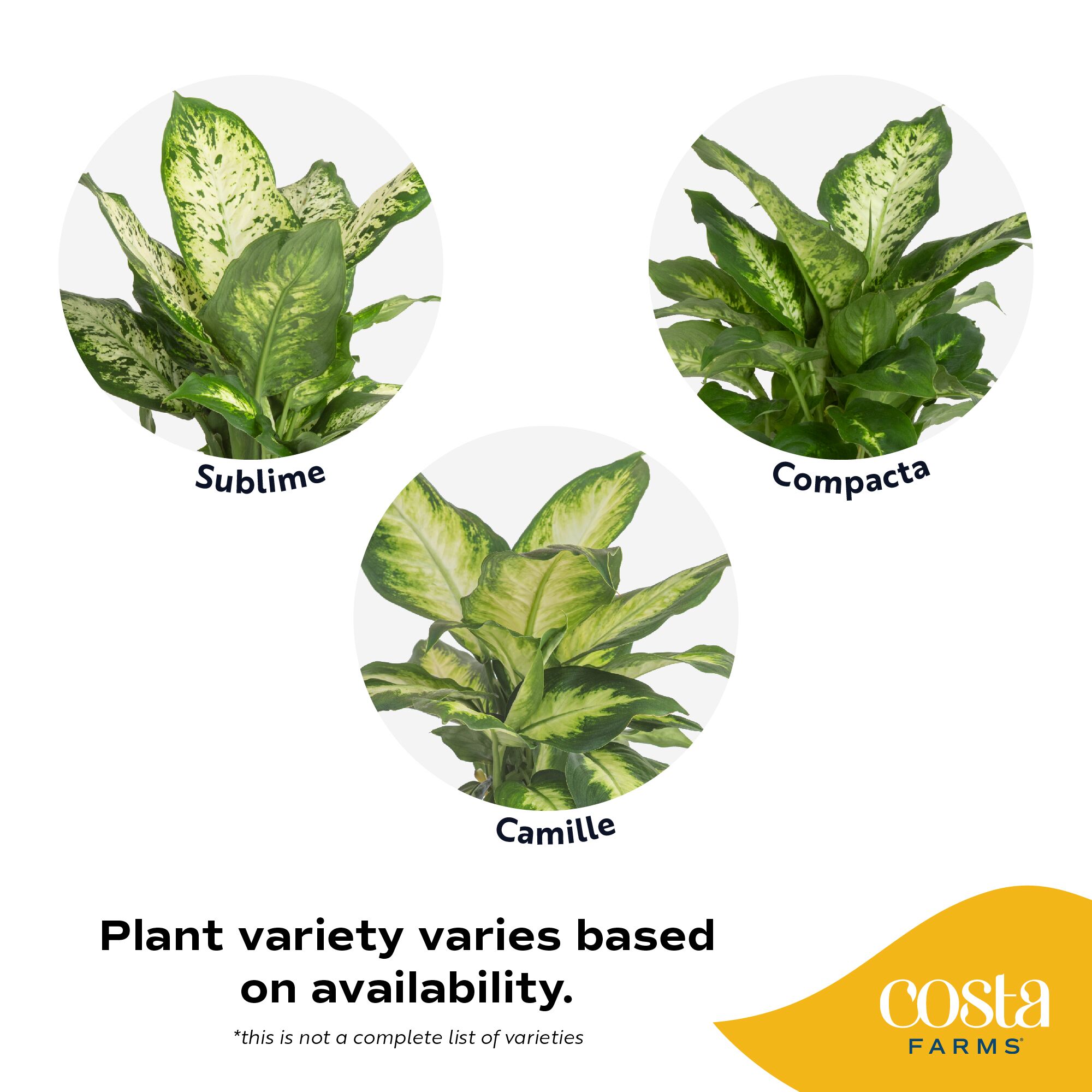 Costa Farms 921909 hseplants - View #2