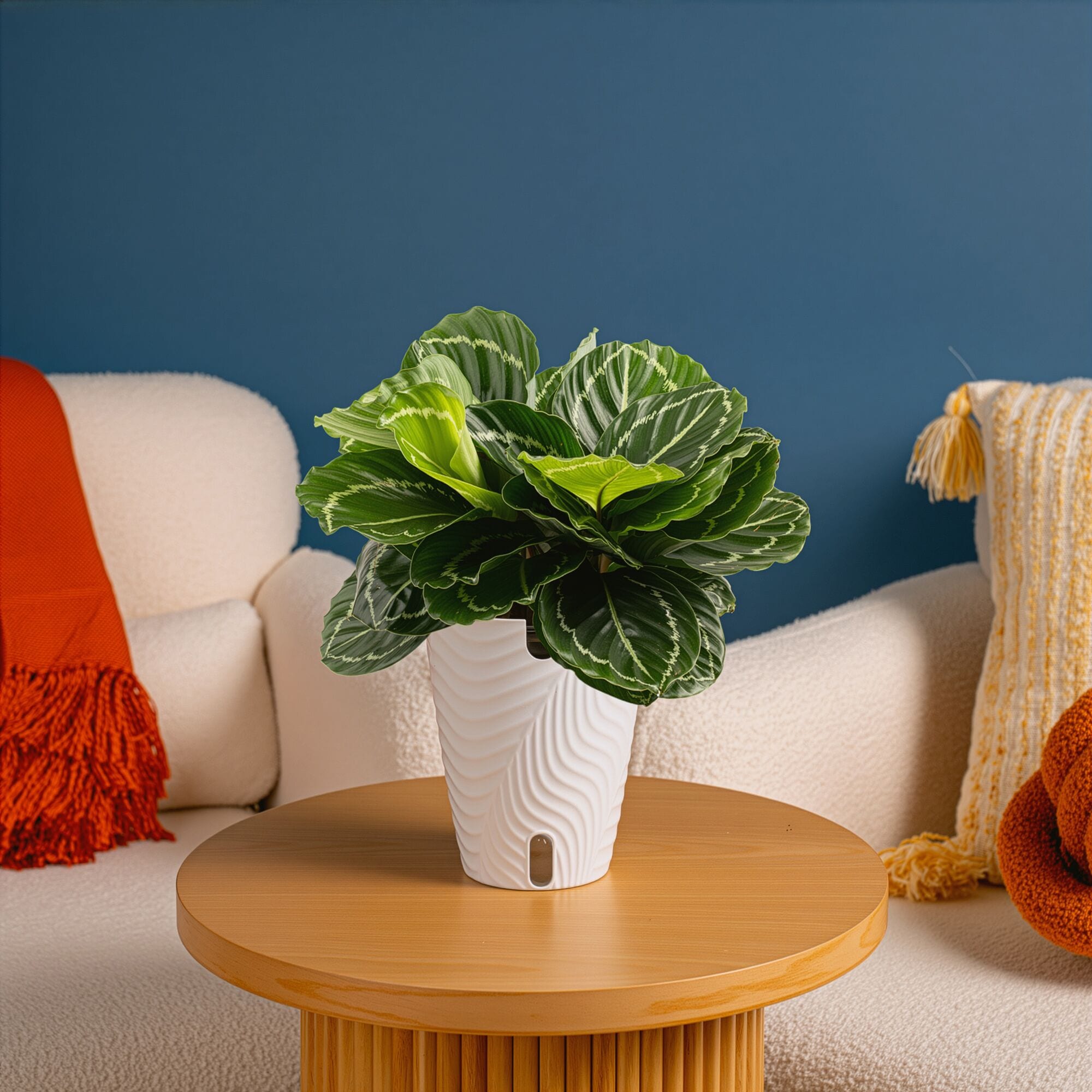 Costa Farms Calathea Prayer House Plant in 6-in Pot M-CAL-S-BEI-01