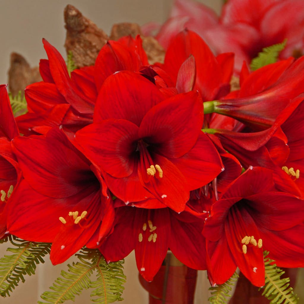 Van Zyverden 87218 Plant-Bulbs - View #3