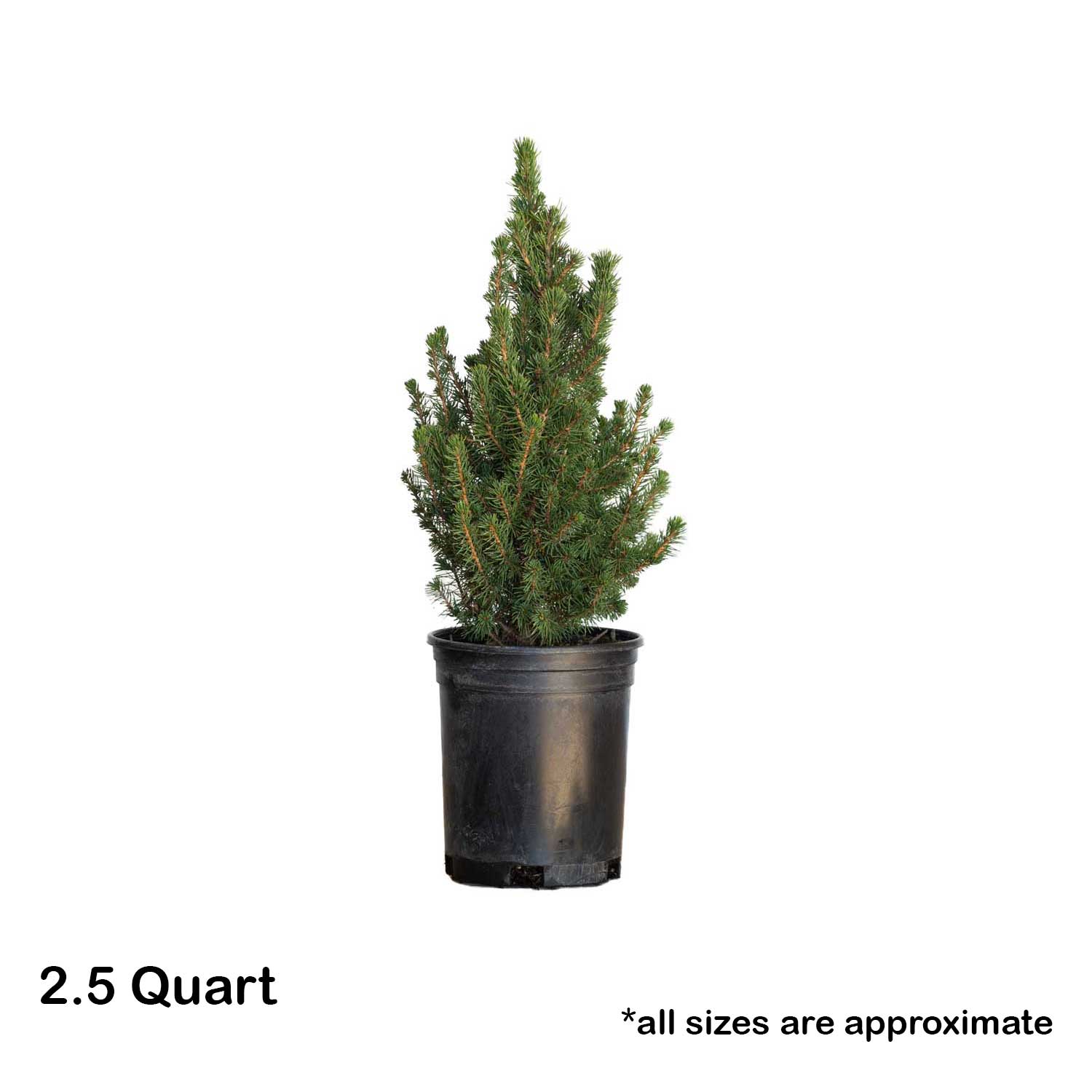 Flowerwood 4713Q-2 shrubs - View #5