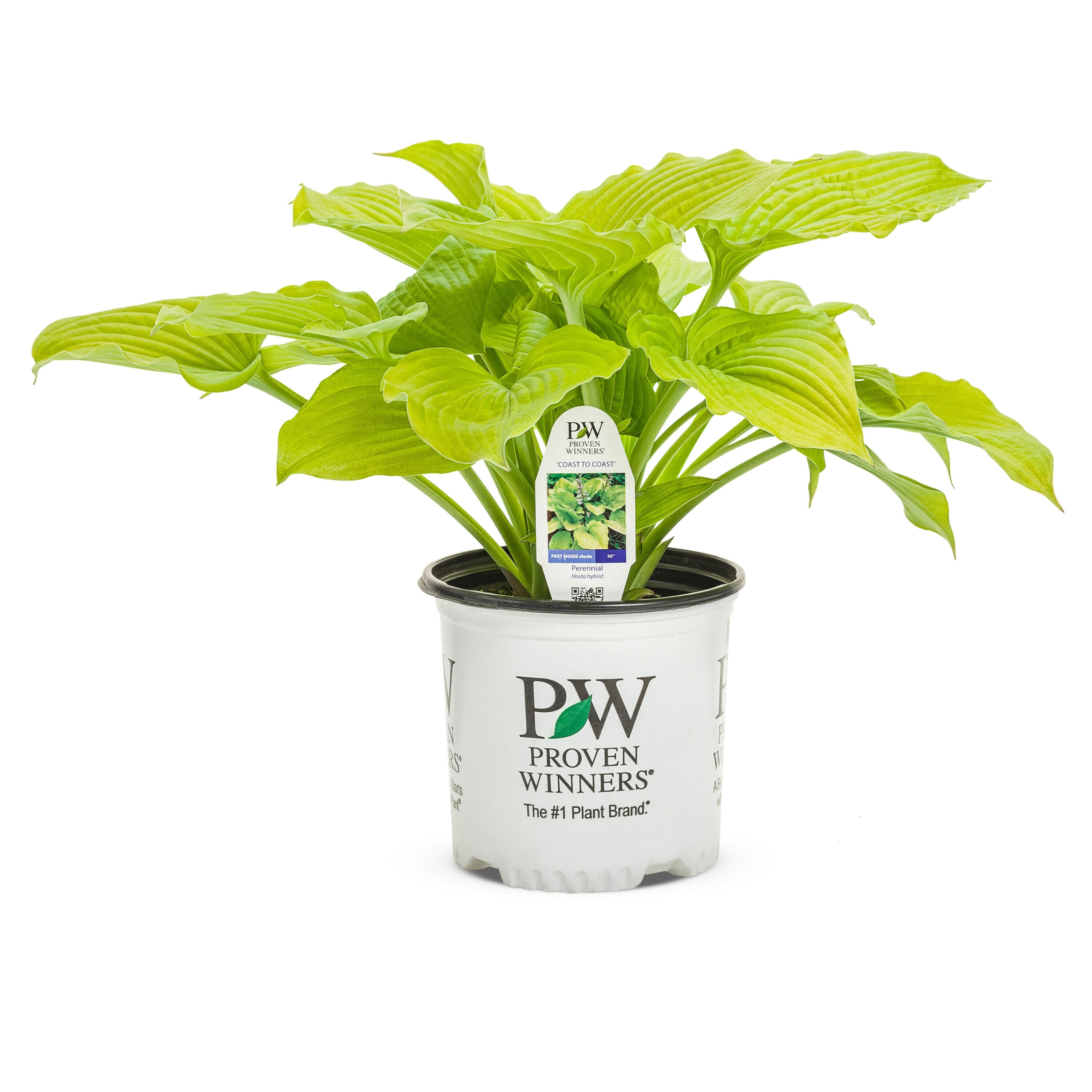 Proven Winners HOSPWP2076102 perennials - View #2