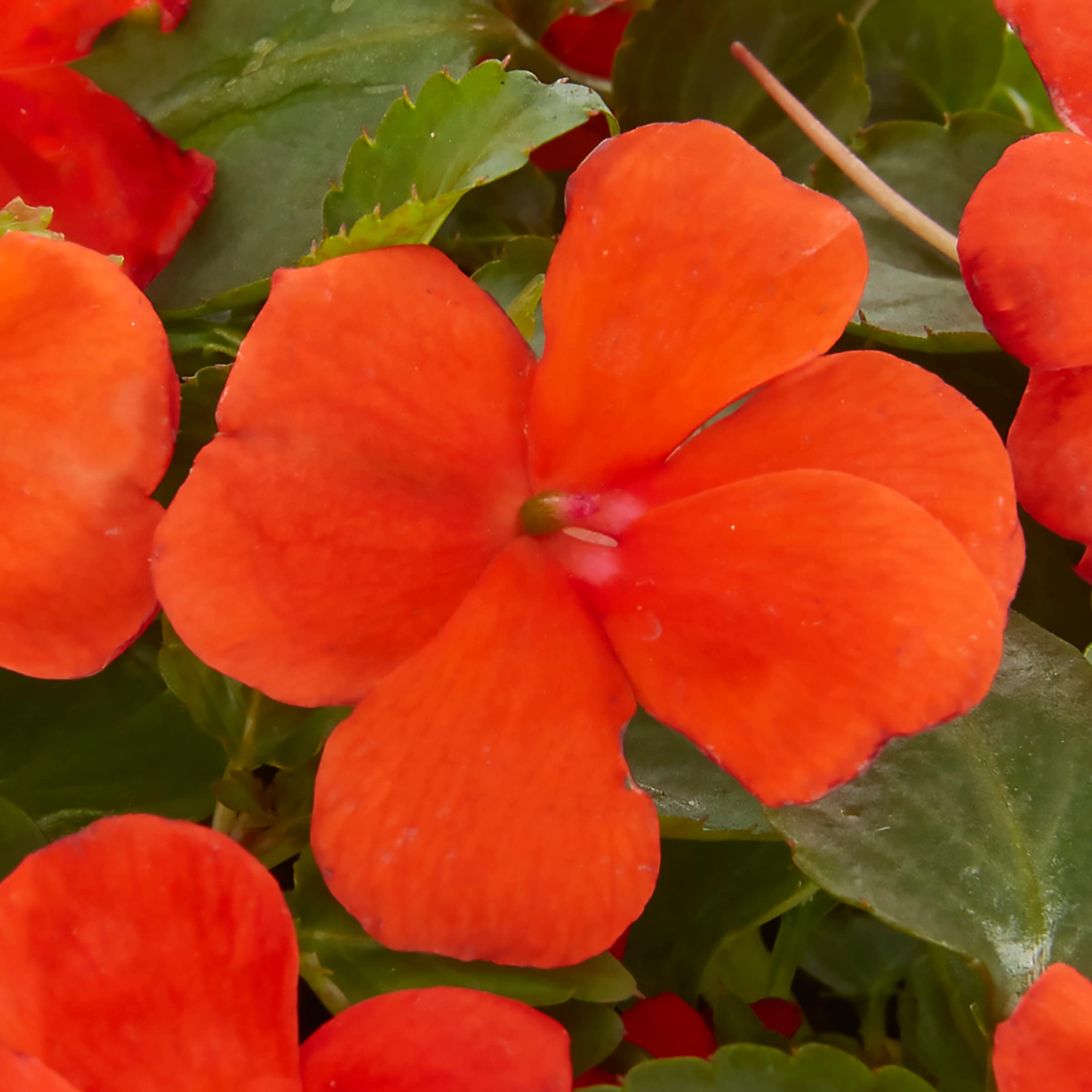 Lowe's NURSERY annuals - View #8