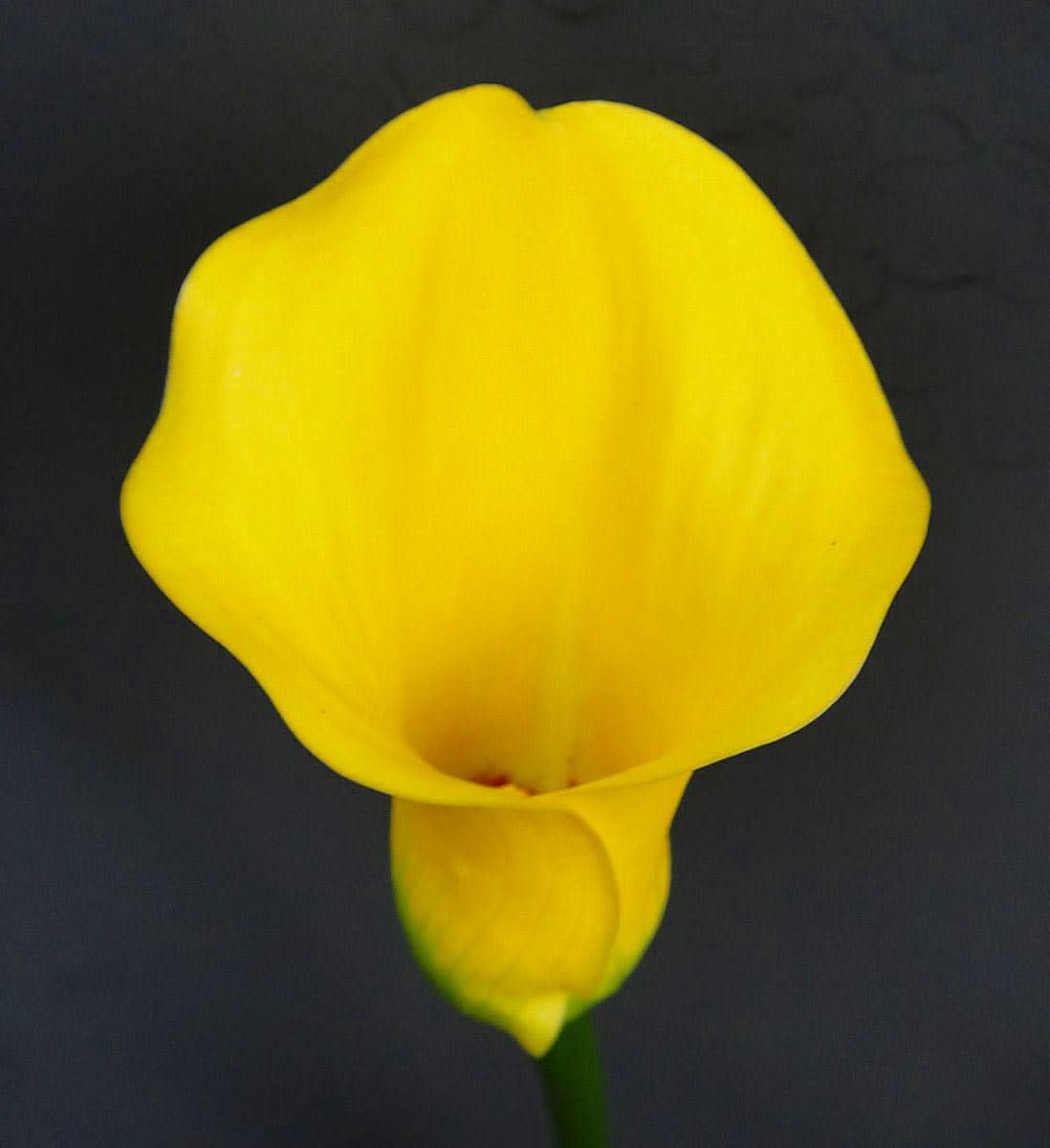 Hirt's Gardens - Strong Gold Calla Lily Bulb - 1 Bulb 14/16cm