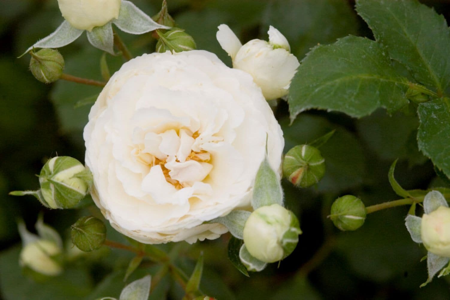Lowe's NURSERY White Snowdrift Rose 2 -Gallon 1 -Pack in Pot