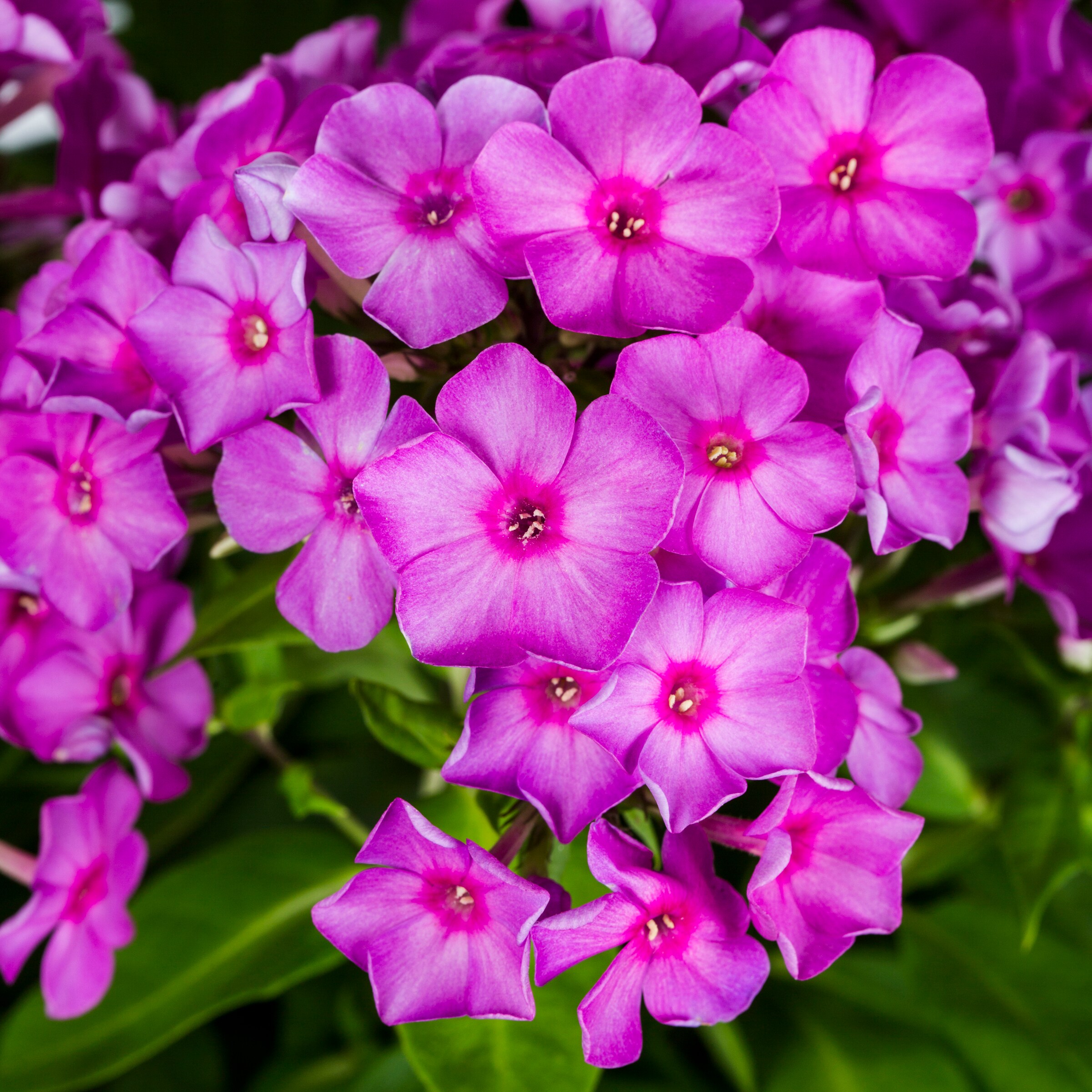 Lowe's Multicolor Garden Phlox Plant in 2.5-Quart Pot at Lowes.com