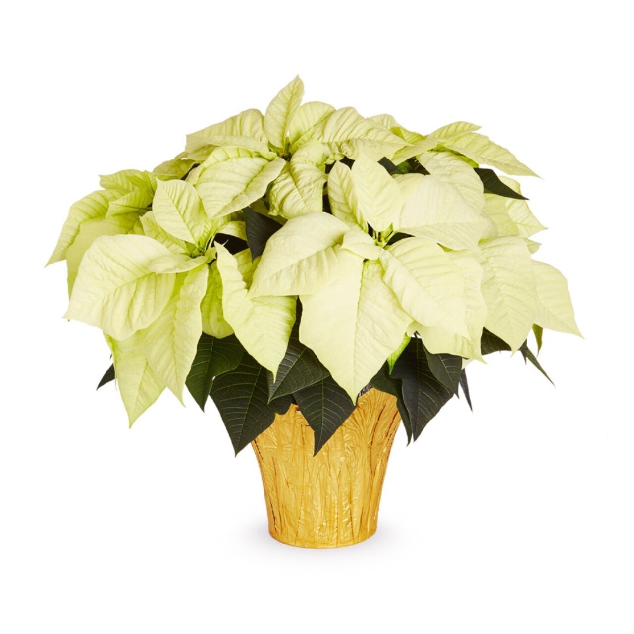 Lowe's 5340077 Fresh-Cut-Christmas-Decorations - View #3