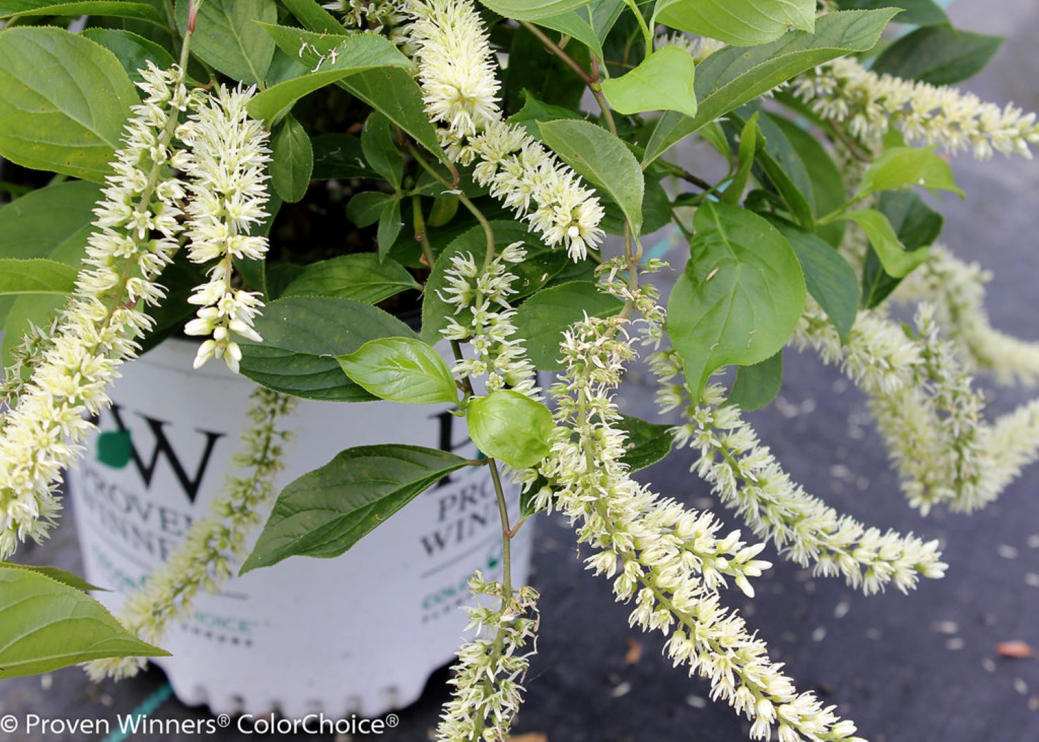 Proven Winners O47912W shrubs - View #3