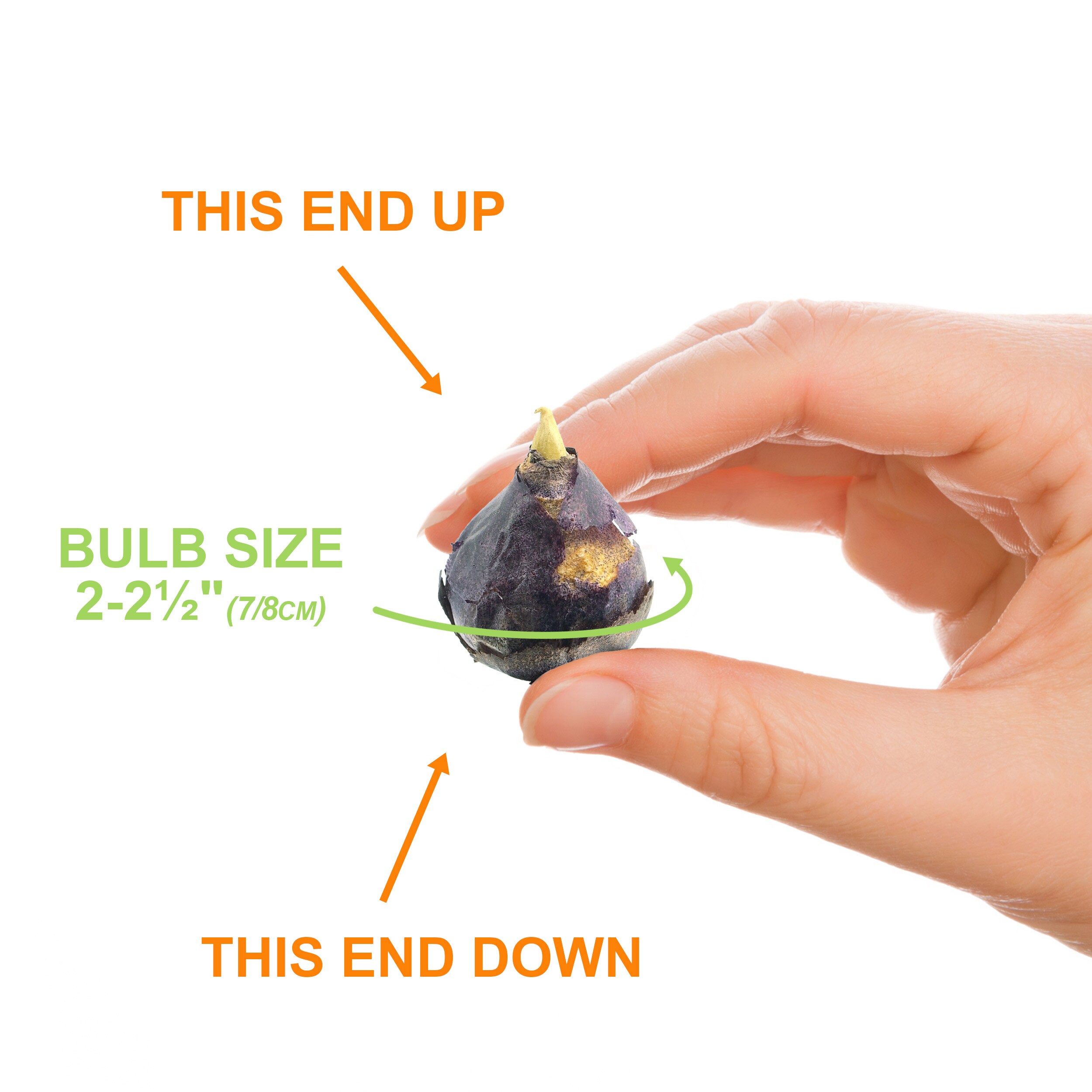Garden State Bulb ECF-125-100-02 Plant-Bulbs - View #4