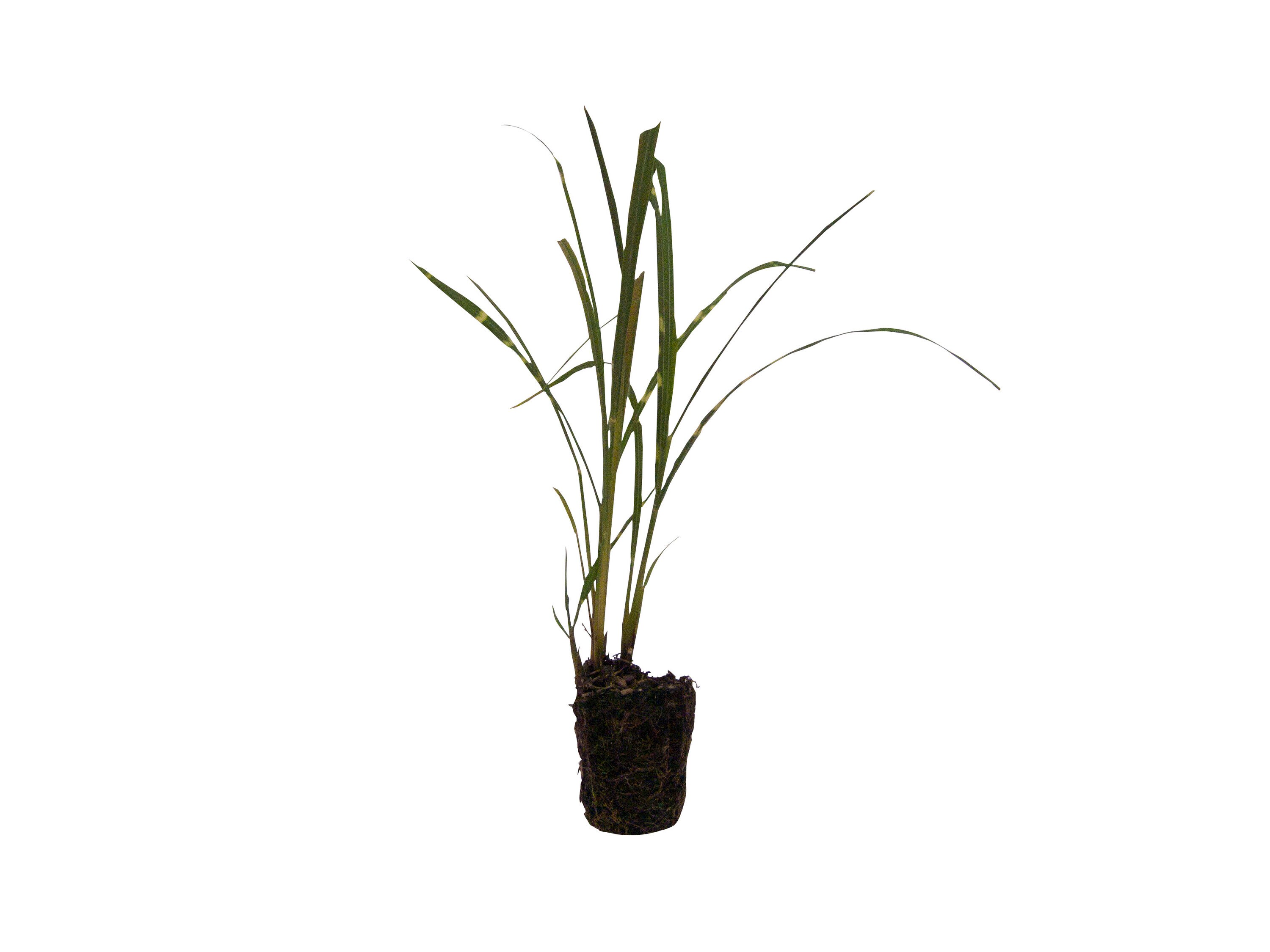 Spring Hill Nurseries 72145 Ornamental-Grasses - View #3