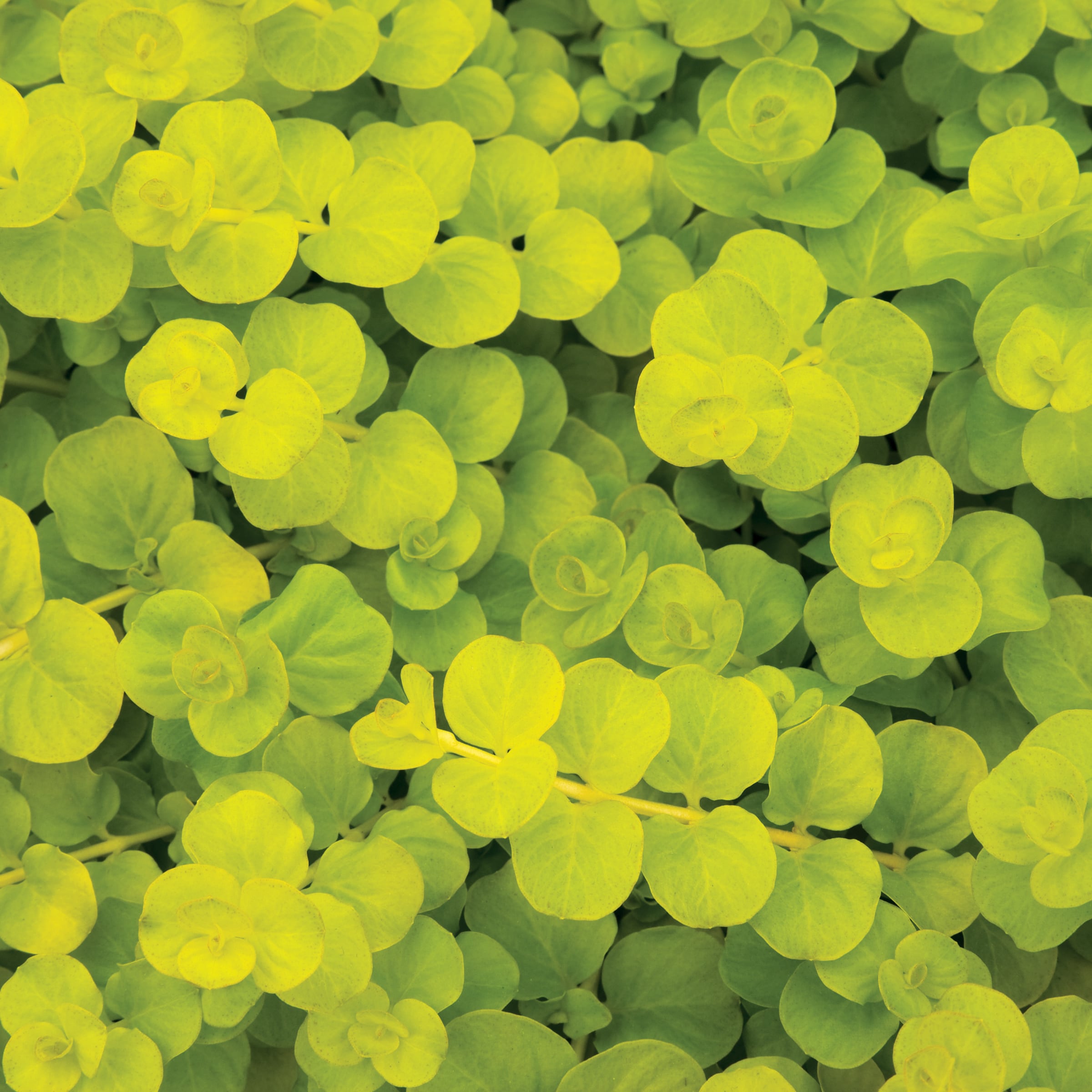  1900 perennials - View #2