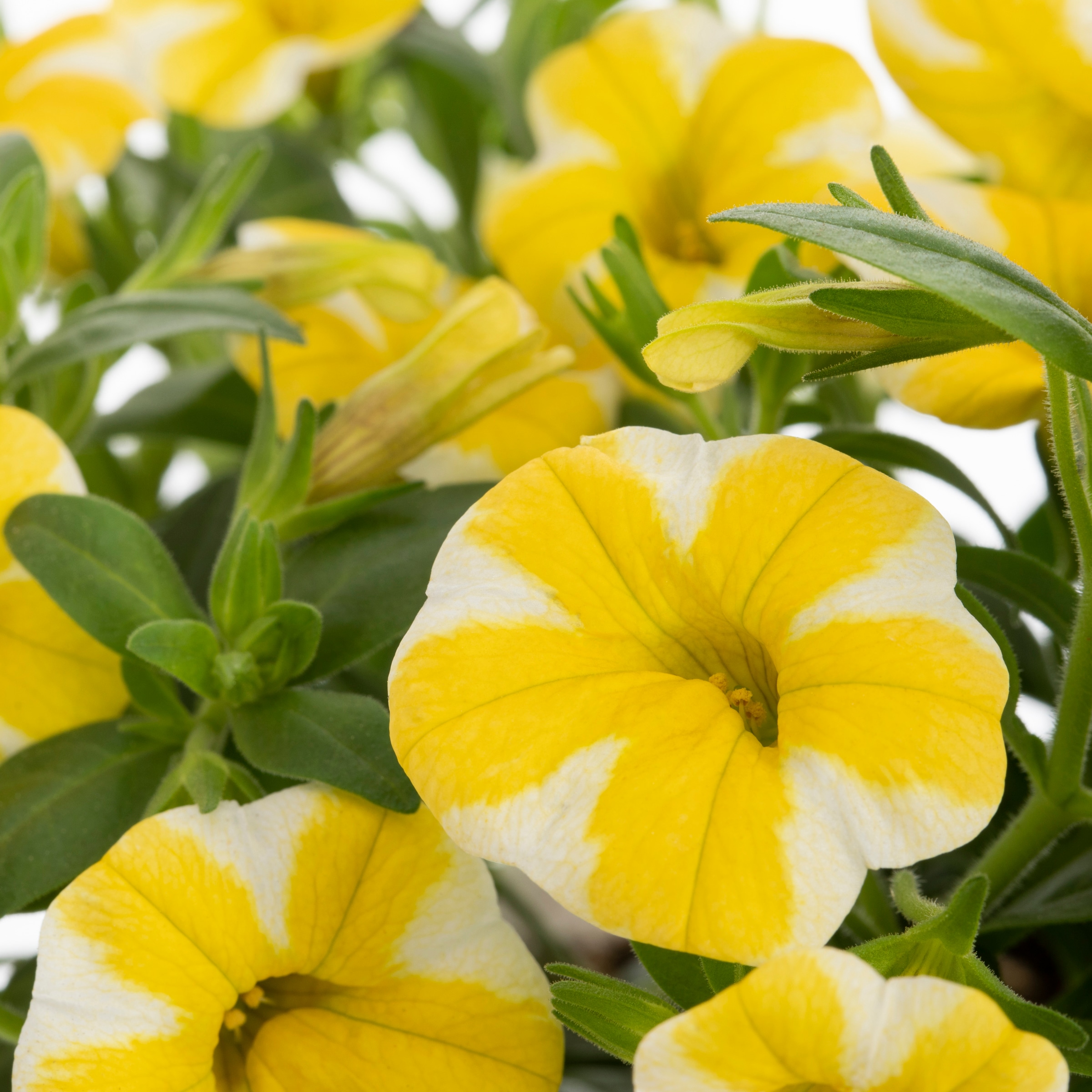 Lowe's NURSERY annuals - View #3