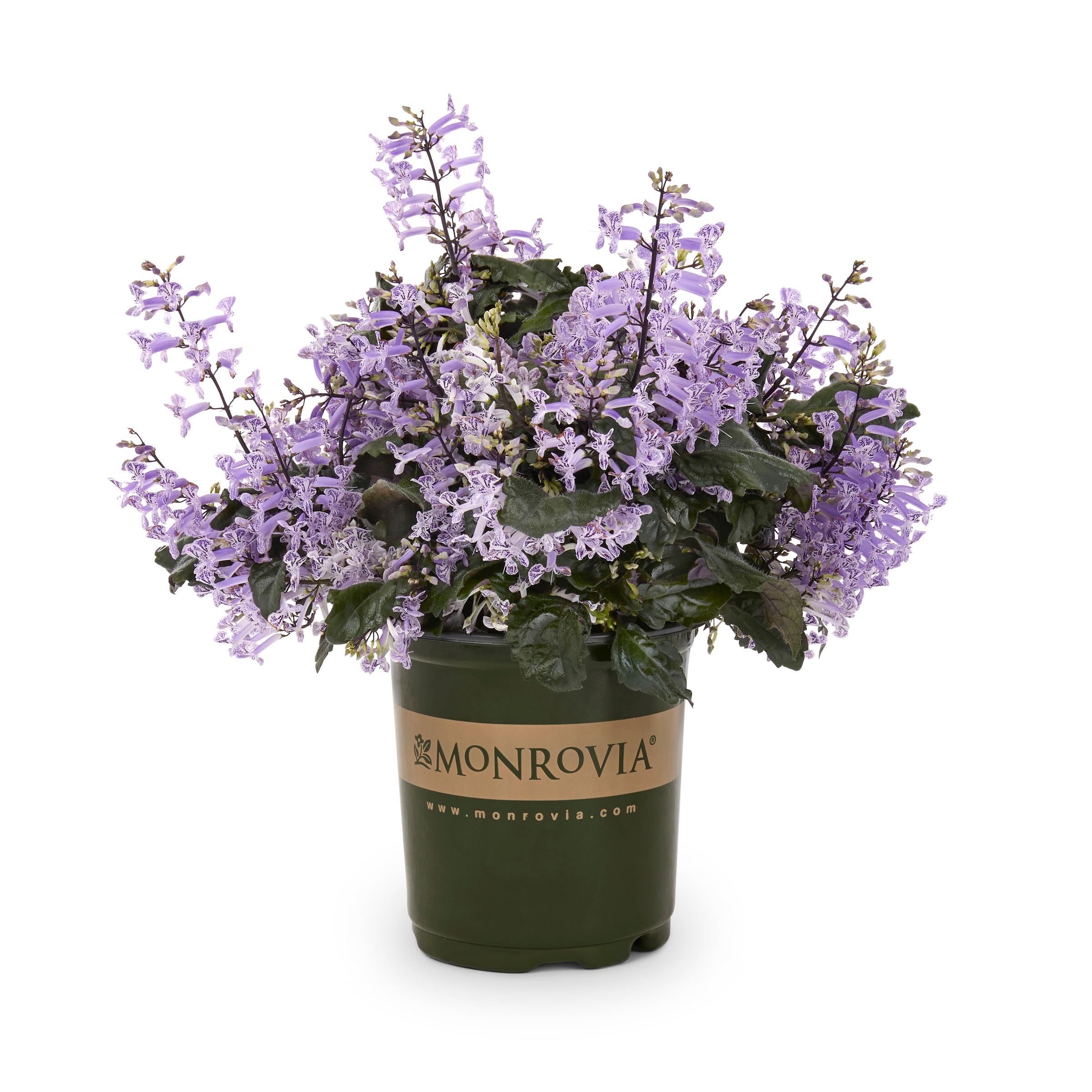 Monrovia Multicolor Plectranthus in 2.5-Quart Pot in the Annuals ...