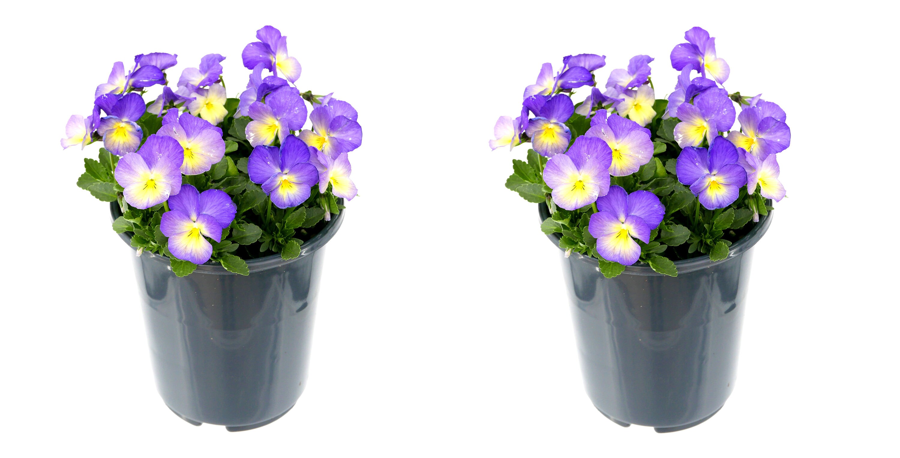  1988 Multicolor Viola Plant in -Quart Pot 2.0 -Pack